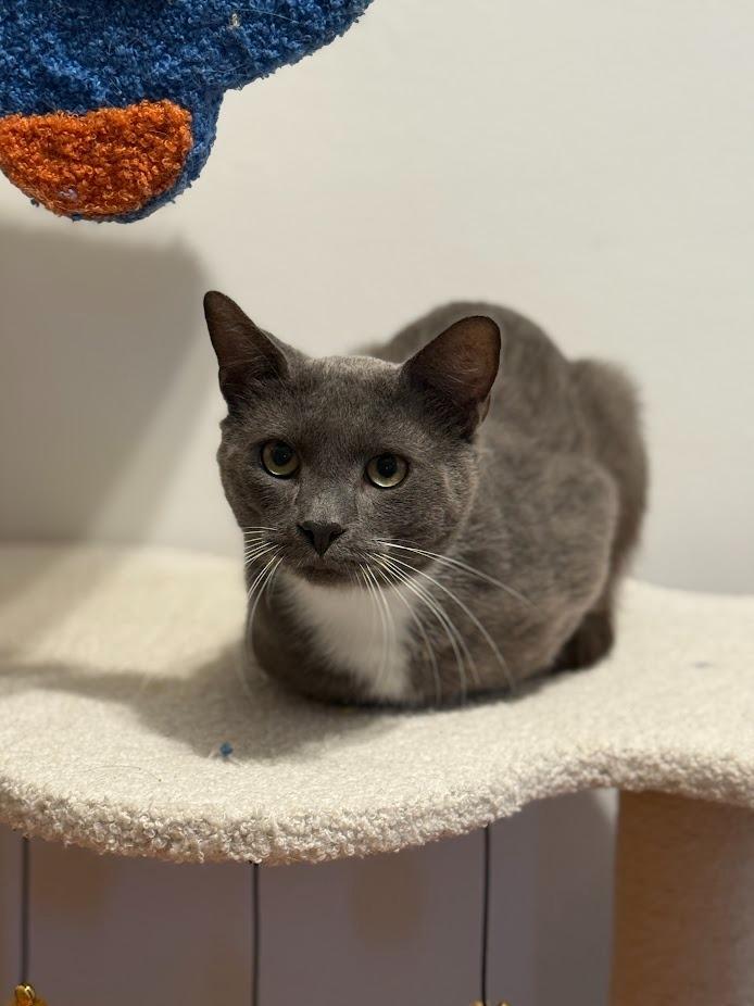 Enlarge Steven / Van, a Adoptable mixed breed in Minneapolis, MN image 5/6