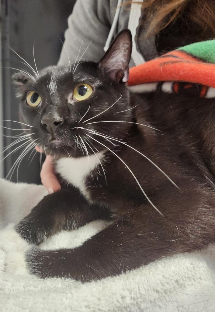 Enlarge Steven / Van, a Adoptable mixed breed in Minneapolis, MN image 4/4