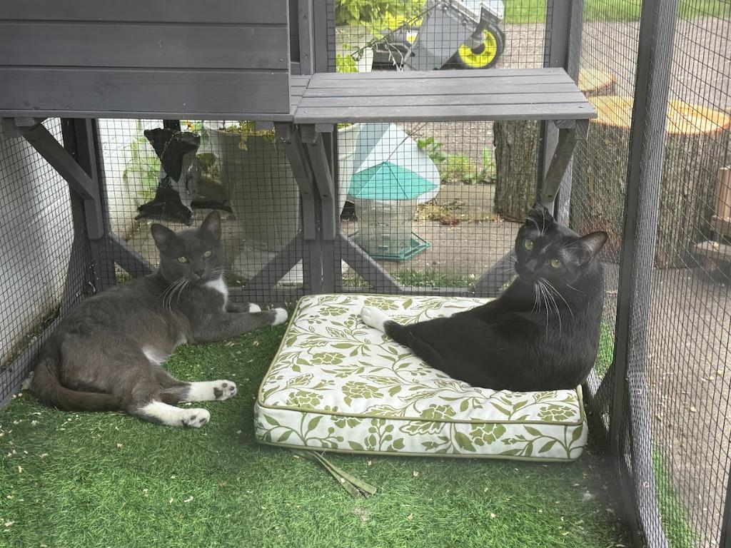 Enlarge Steven / Van, a Adoptable mixed breed in Minneapolis, MN image 6/6