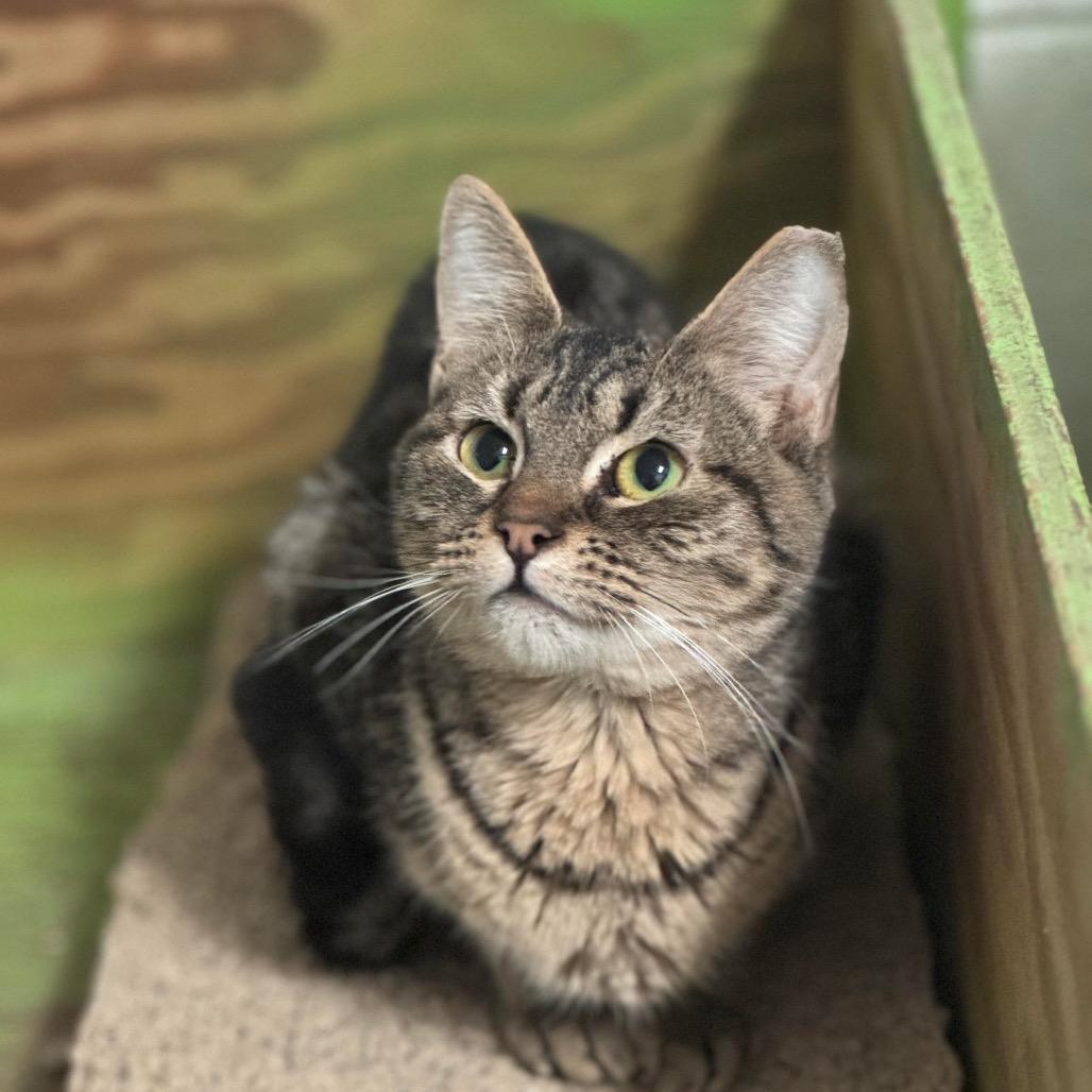 Enlarge Kaytee, a Adoptable Domestic Short Hair in Eufaula, AL image 1/2