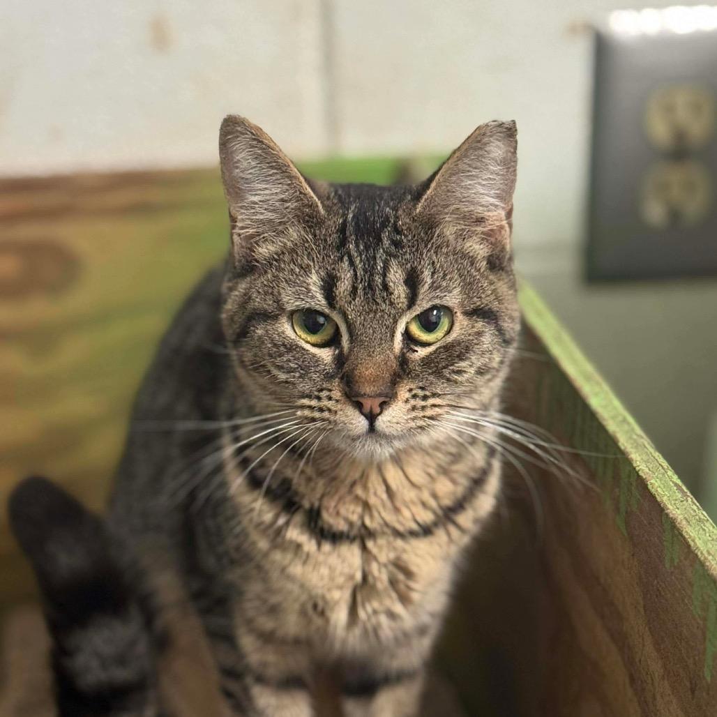 Enlarge Kaytee, a Adoptable Domestic Short Hair in Eufaula, AL image 2/2