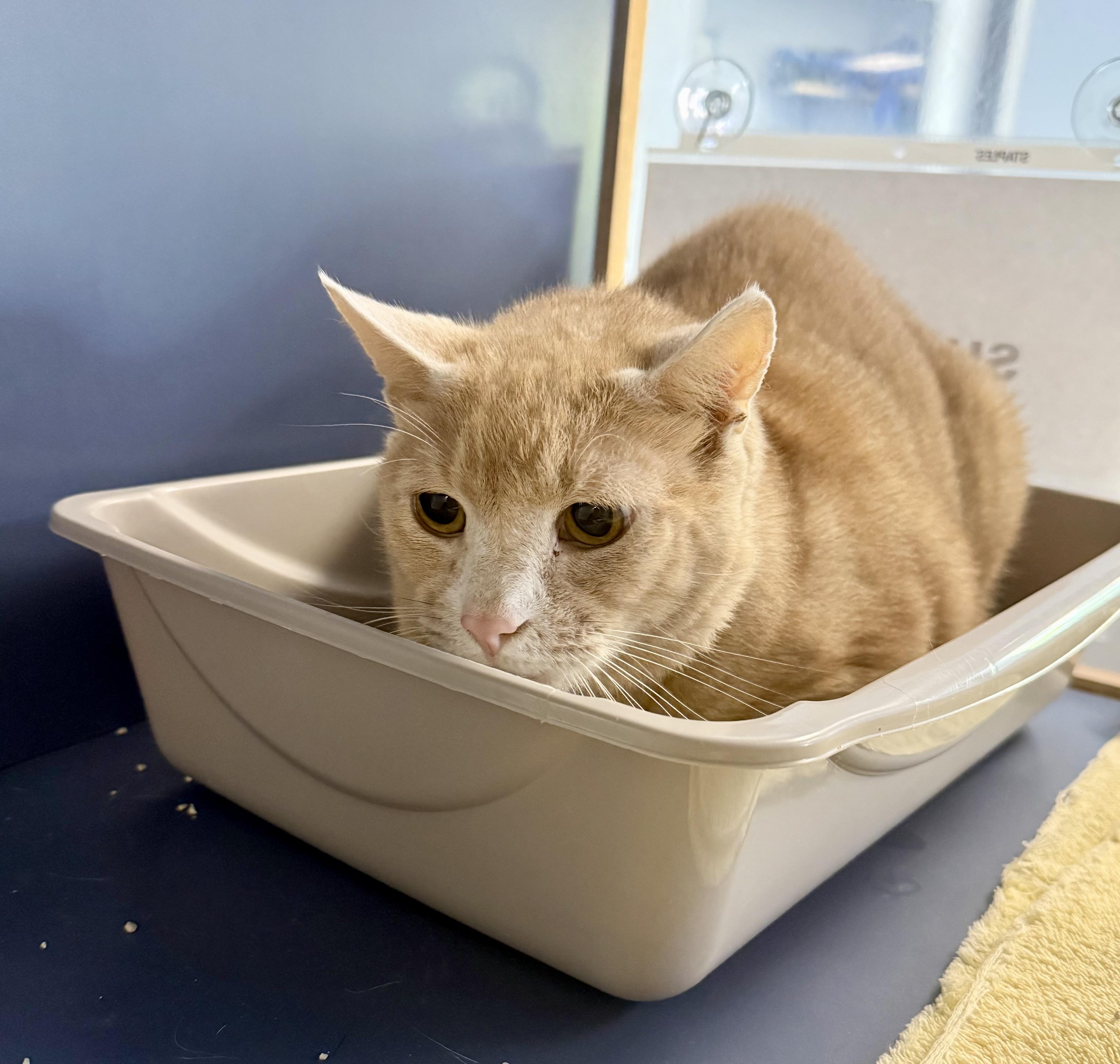 Enlarge Mellow Yellow, a Adoptable American Shorthair in Yonkers, NY image 3/4
