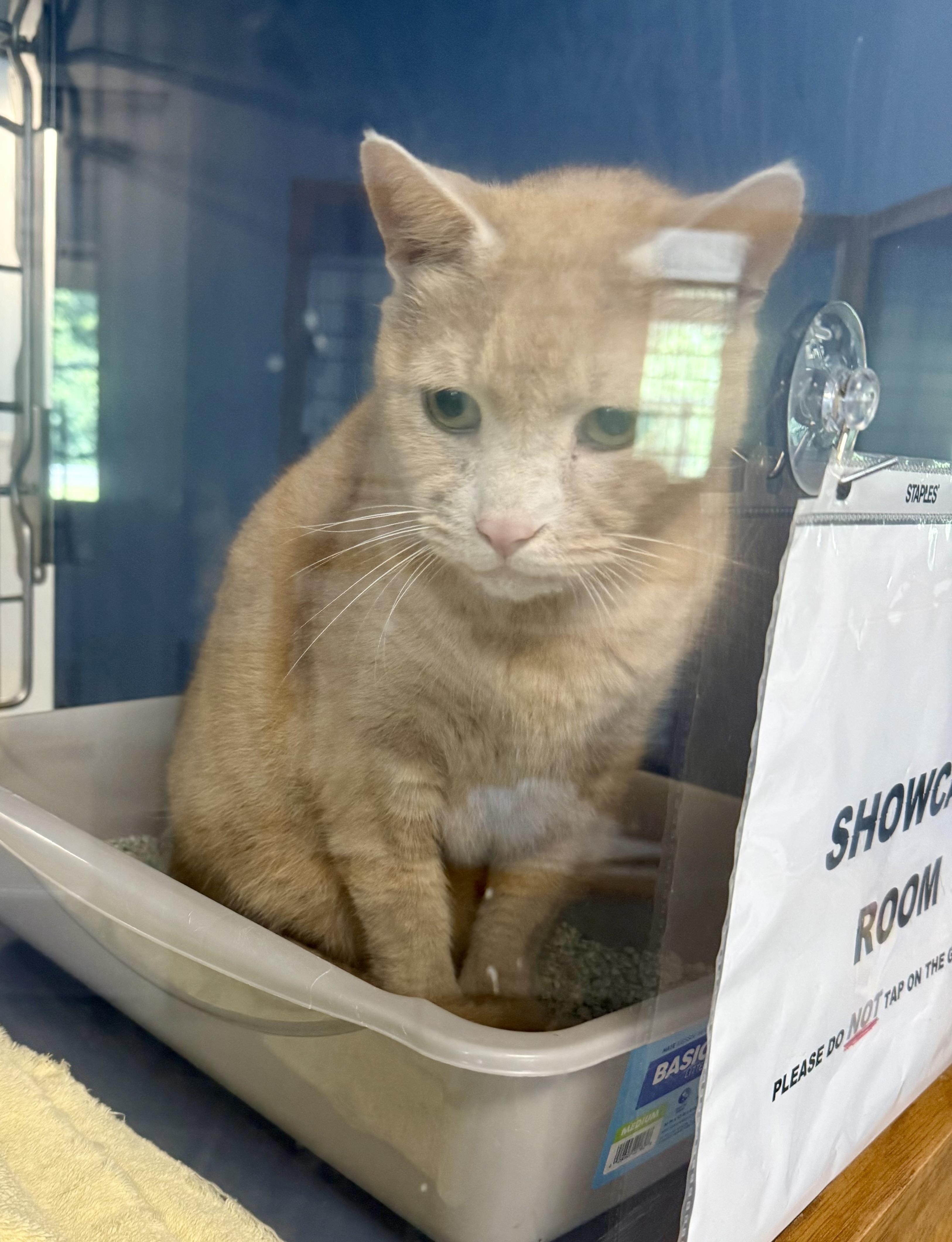 Enlarge Mellow Yellow, a Adoptable American Shorthair in Yonkers, NY image 4/4