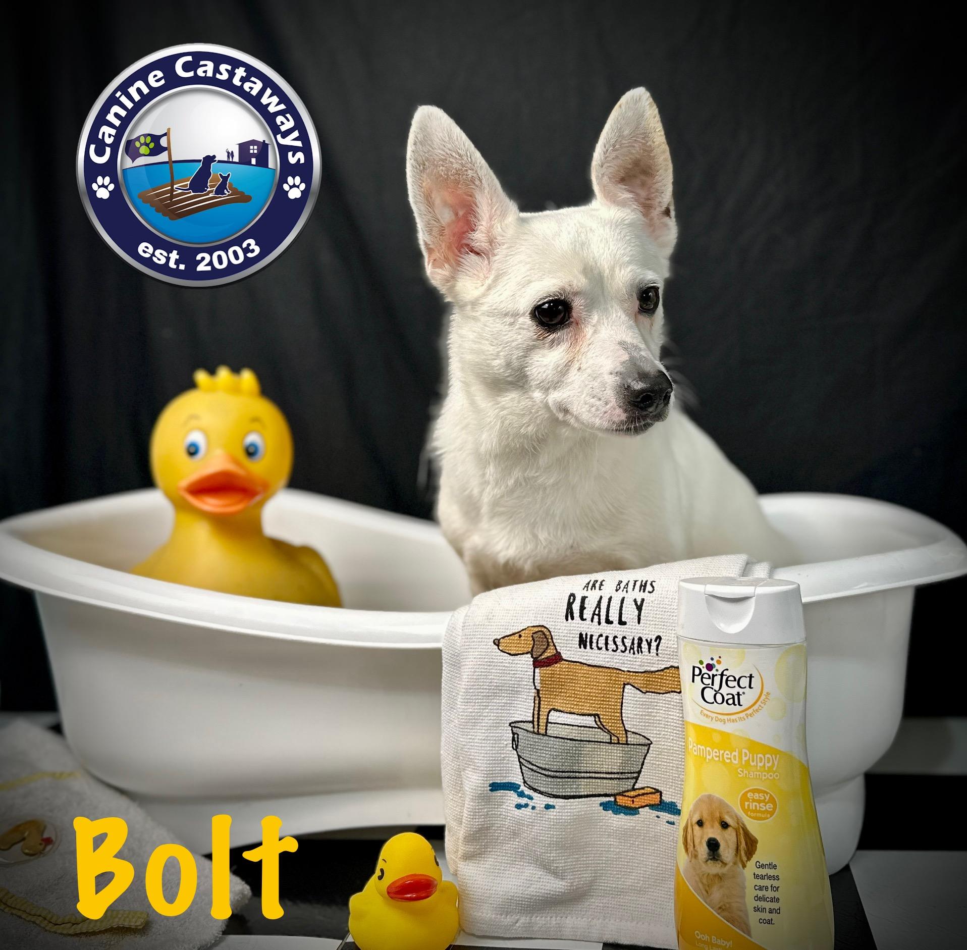 Bolt, a Adoptable mixed breed in Arcadia, FL image 4/5