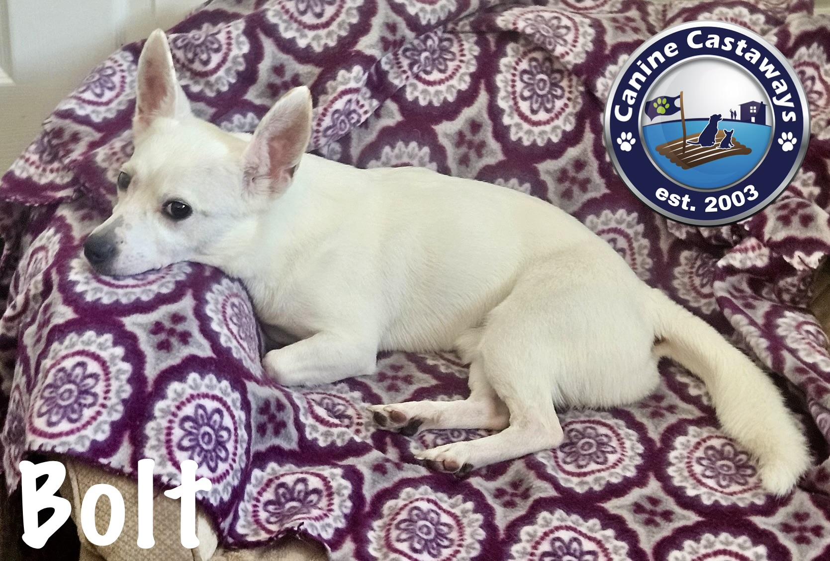 Bolt, a Adoptable mixed breed in Arcadia, FL image 2/5
