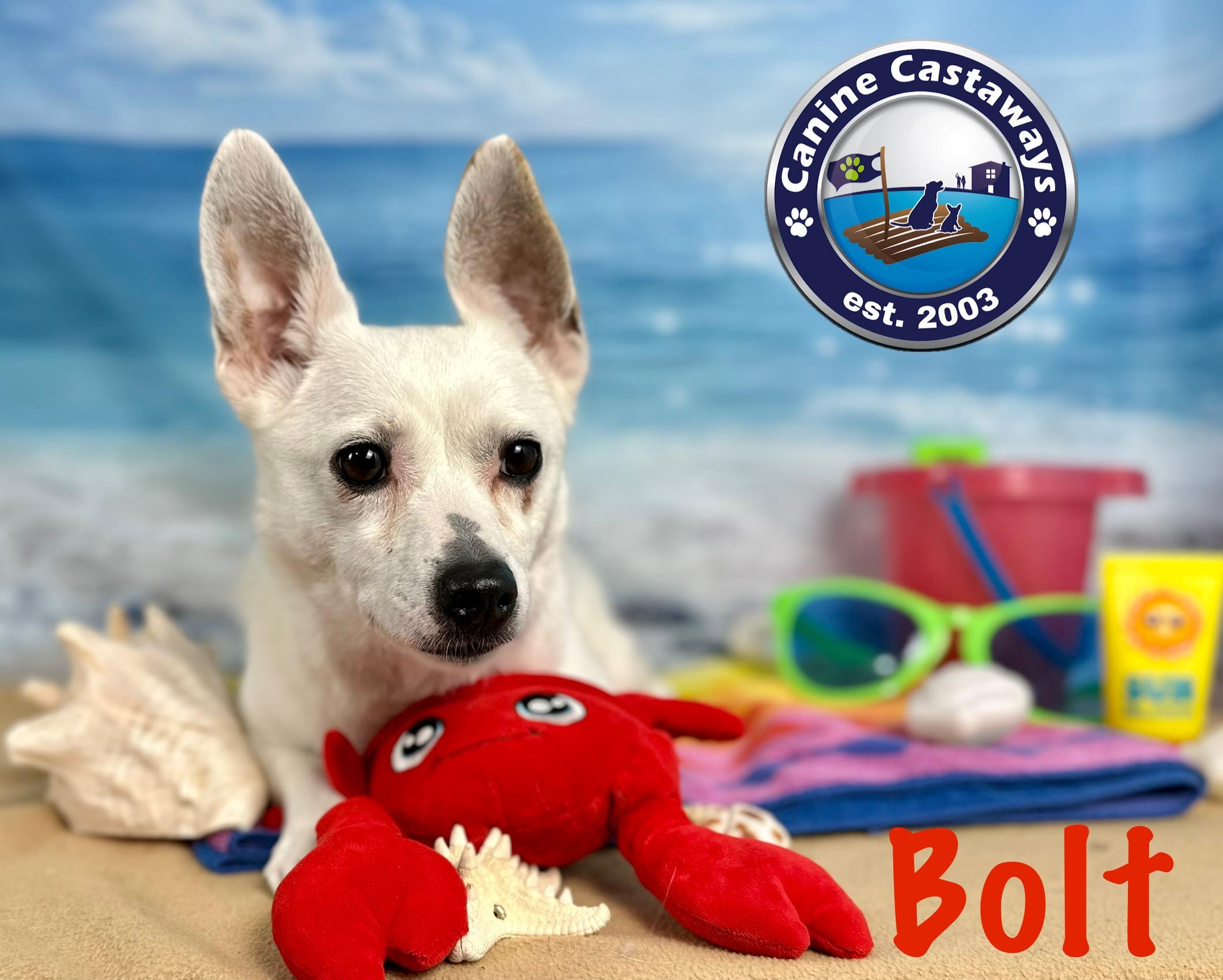 Bolt, an adoptable Jack Russell Terrier, Terrier in Arcadia, FL, 34266 | Photo Image 3