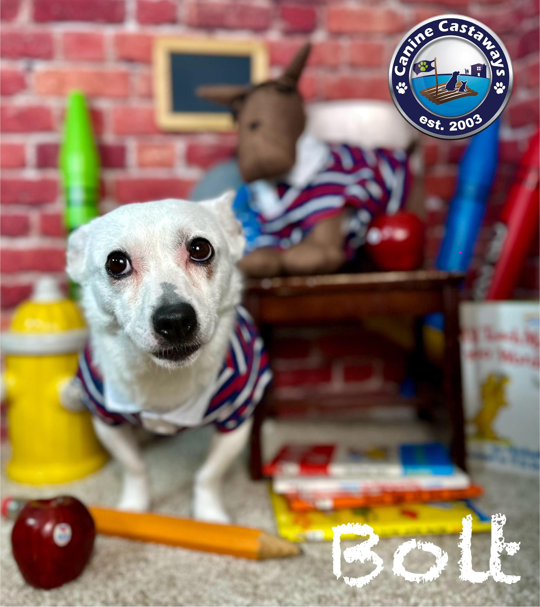 Bolt, an adoptable Jack Russell Terrier, Terrier in Arcadia, FL, 34266 | Photo Image 4