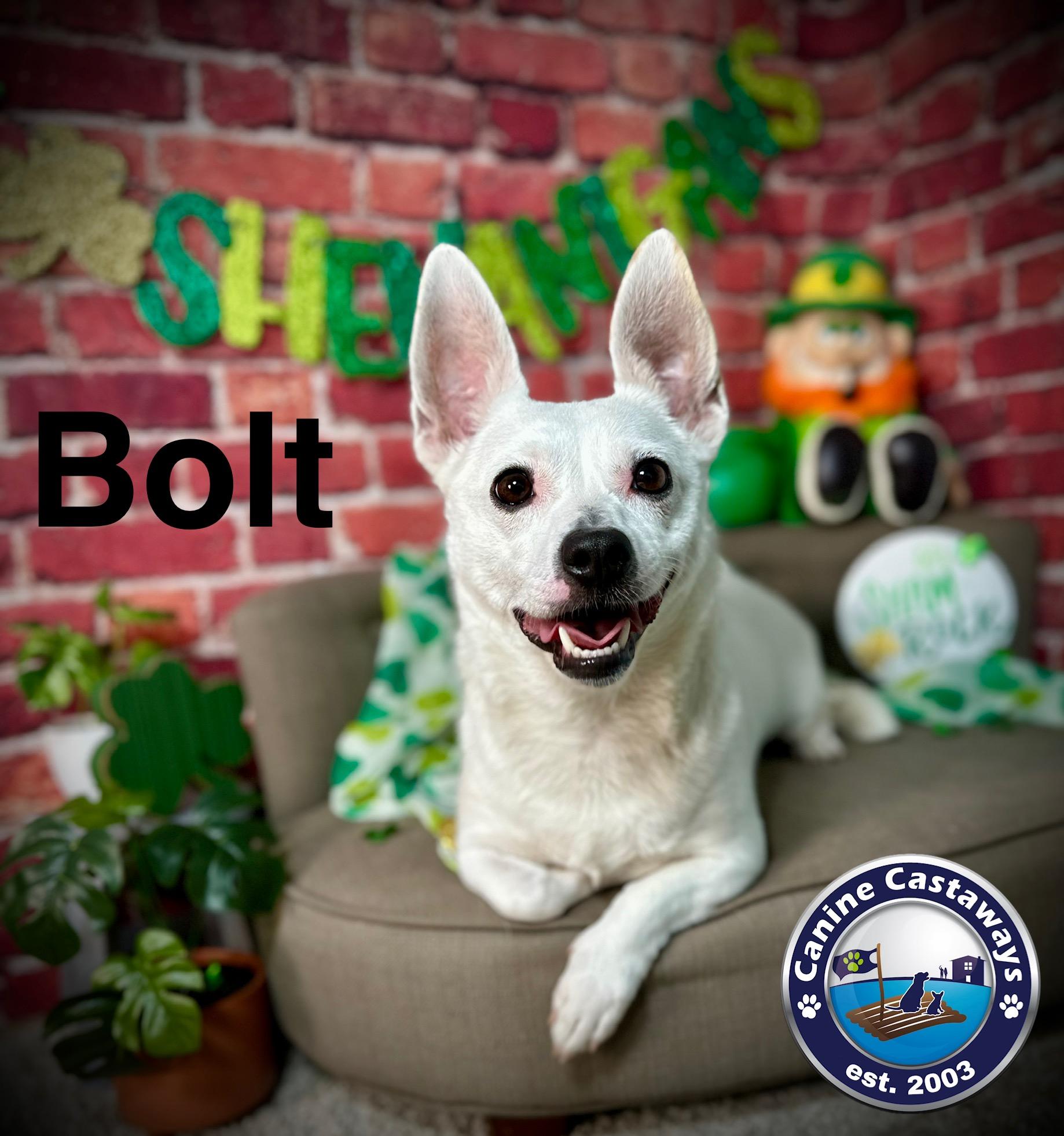 Bolt, a Adoptable mixed breed in Arcadia, FL image 3/5