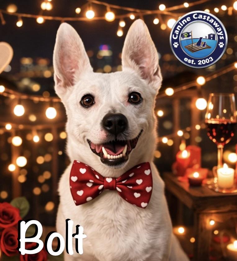 Bolt, a Adoptable mixed breed in Arcadia, FL image 1/6