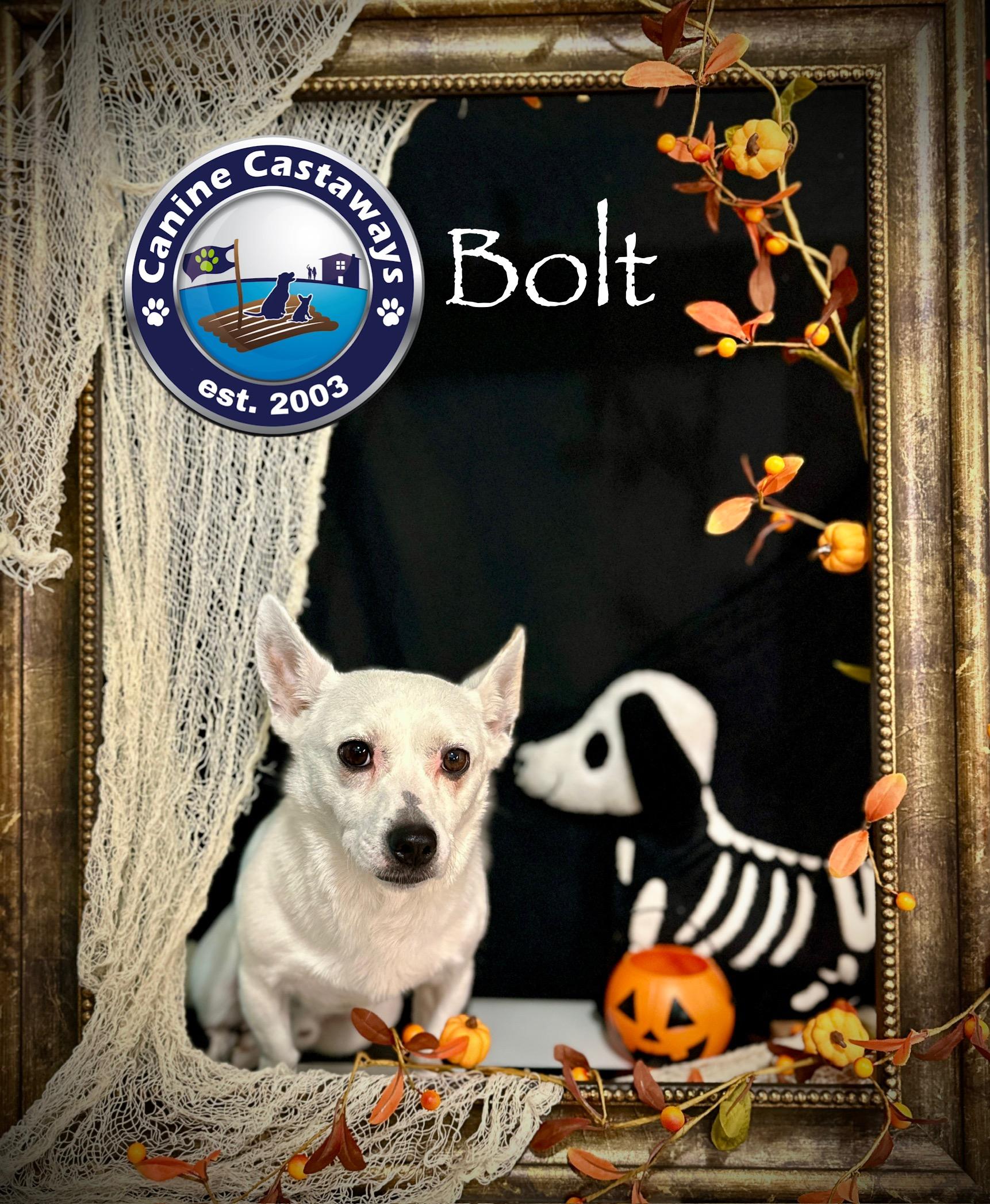 Bolt, a Adoptable mixed breed in Arcadia, FL image 1/5