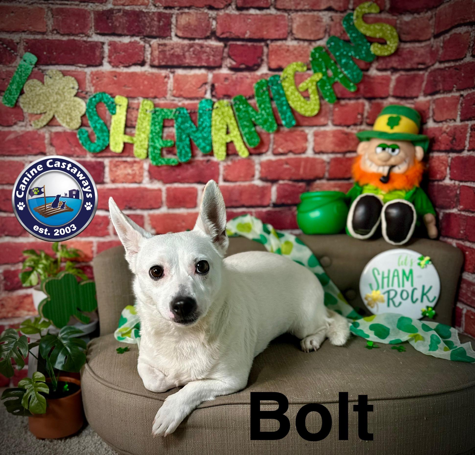 Bolt, an adoptable Jack Russell Terrier, Terrier in Arcadia, FL, 34266 | Photo Image 5