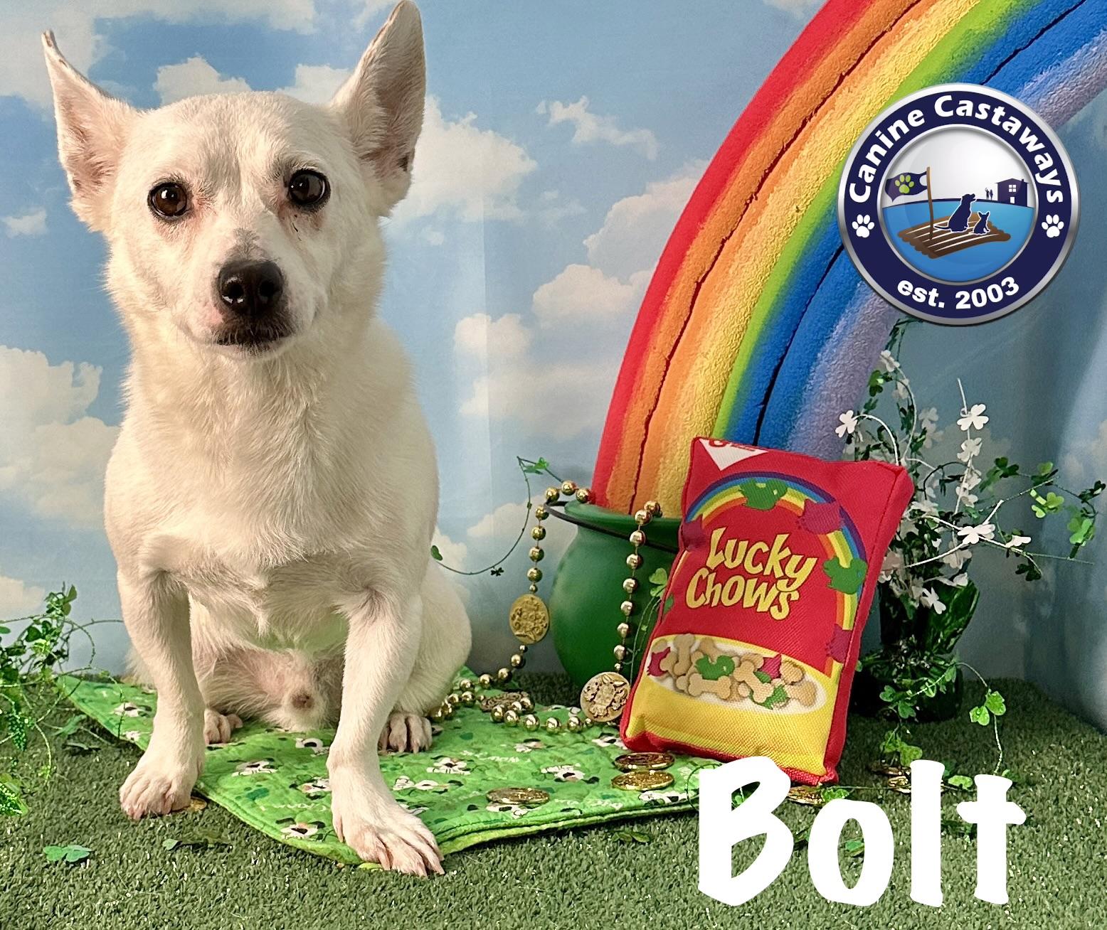 Enlarge Bolt, a Adoptable mixed breed in Arcadia, FL image 2/6