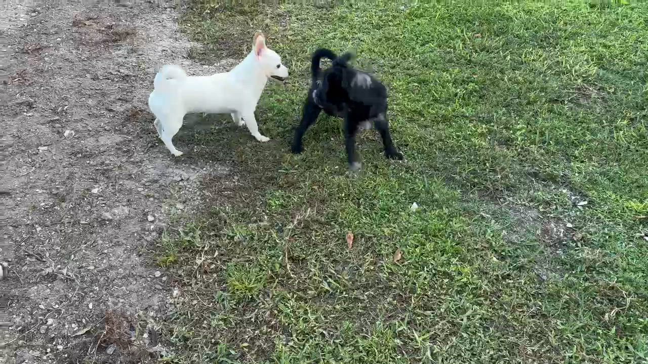 Enlarge Bolt, a Adoptable mixed breed in Arcadia, FL video 5/5