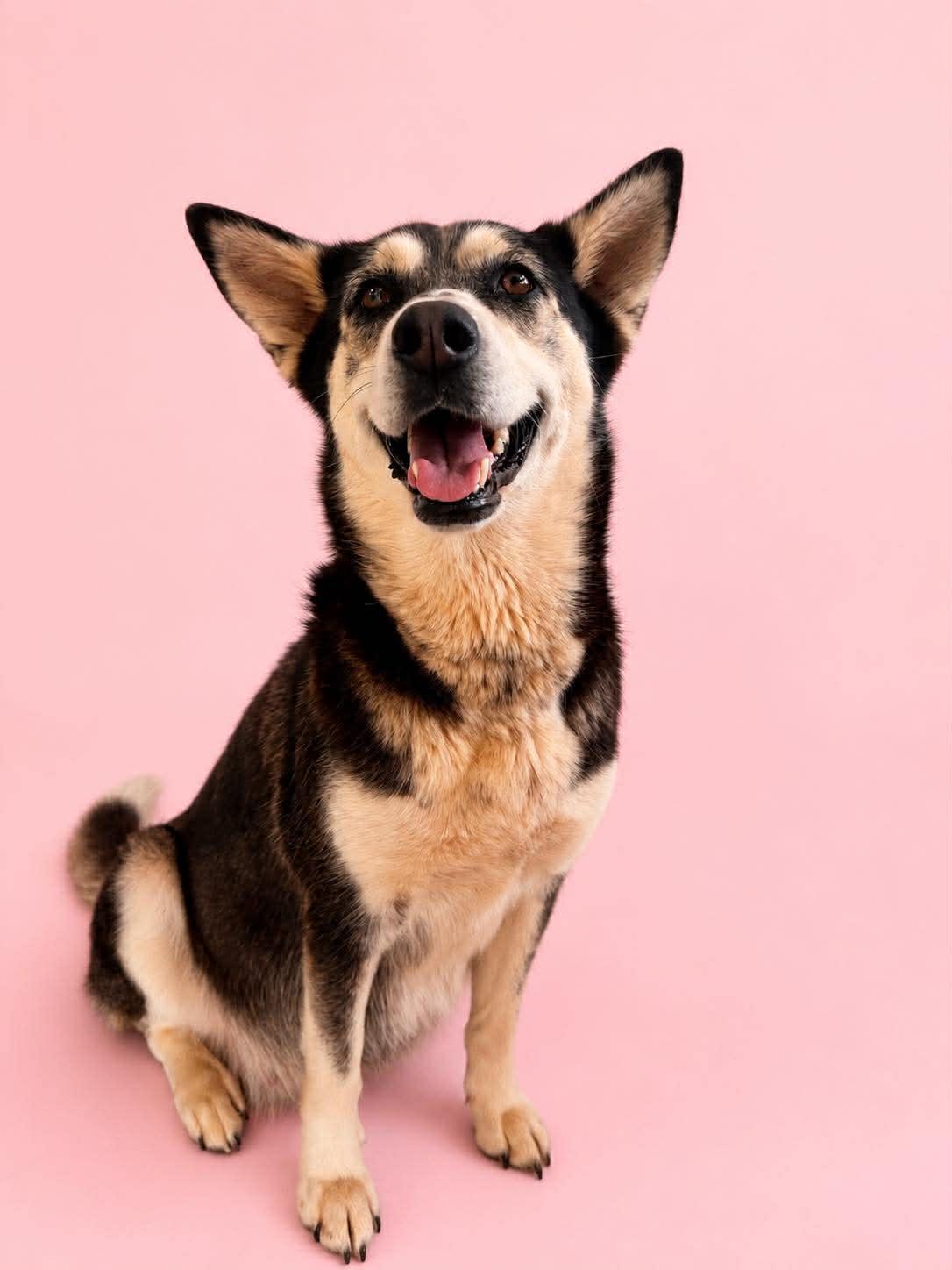 Zoya, ADOPTABLE, Adult Female Husky.