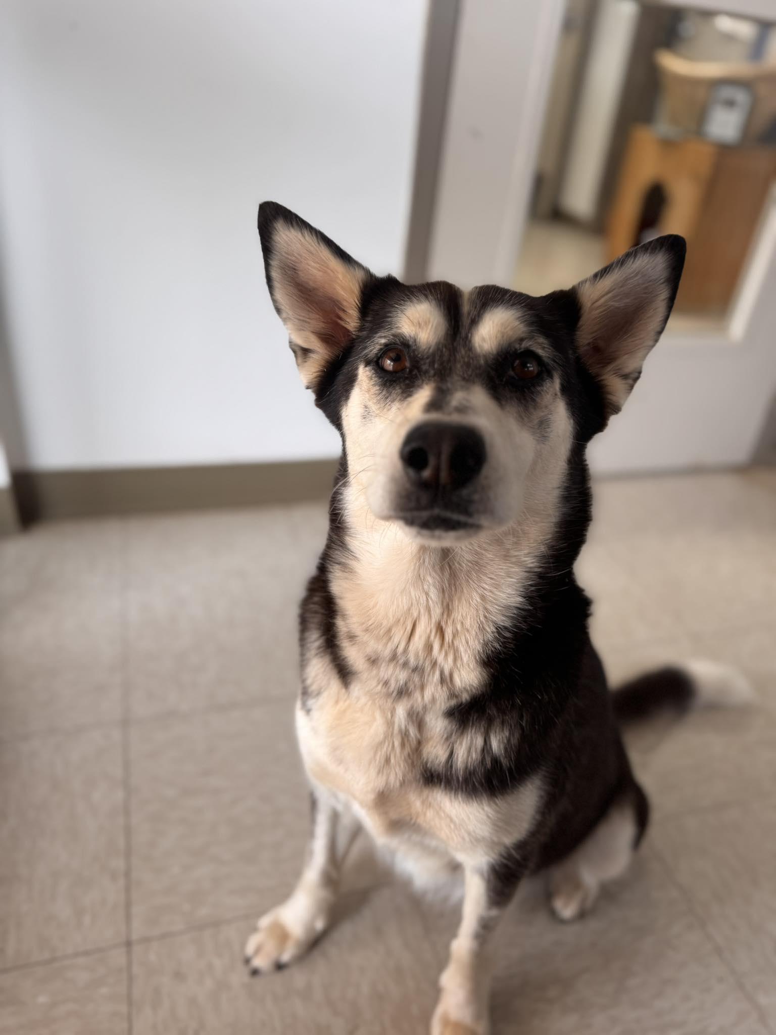 Zoya, a ADOPTABLE mixed breed in Chickasha, OK image 2/3