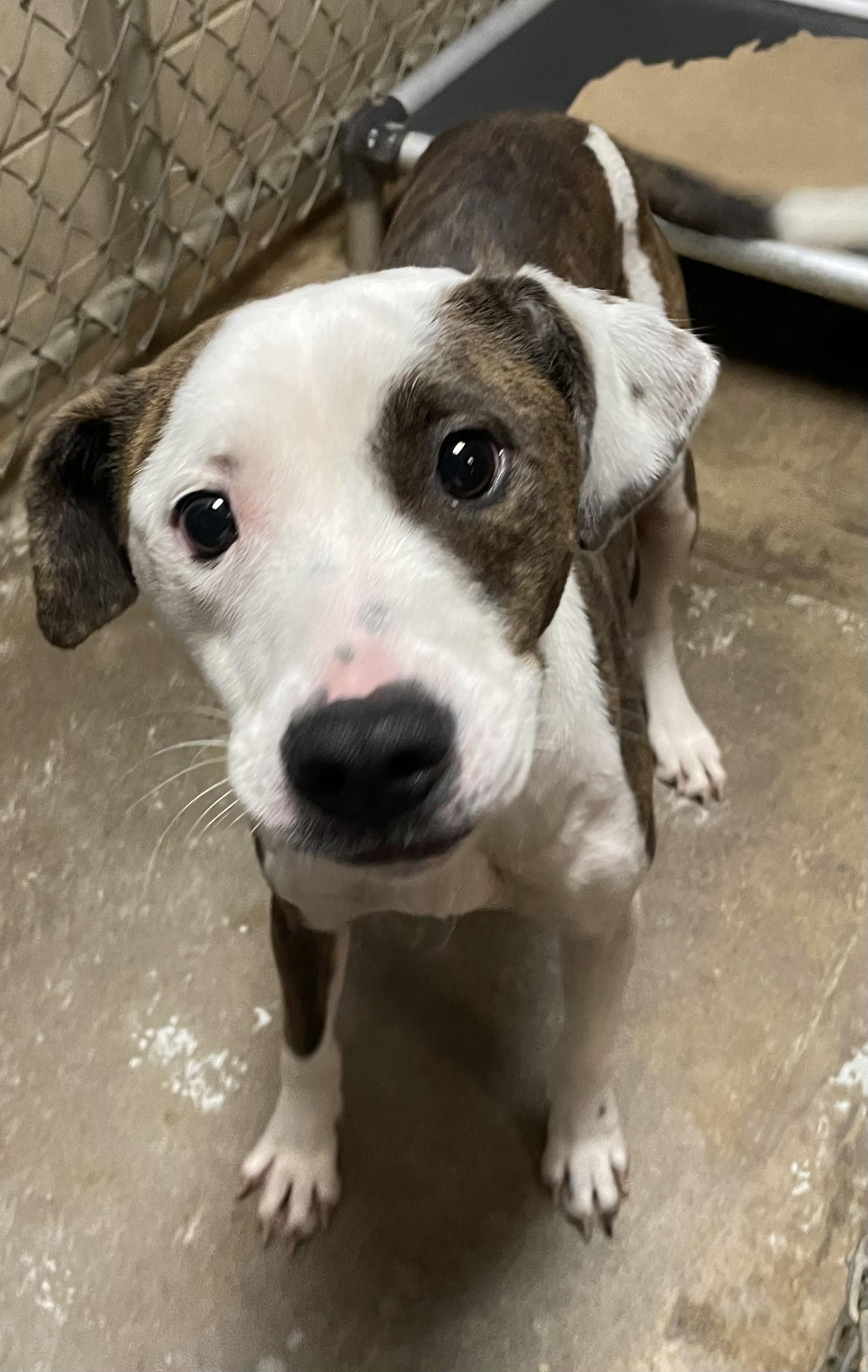 Molly Jane AVAILABLE, Adoptable, Adult Female Treeing Walker Coonhound & American Staffordshire Terrier.