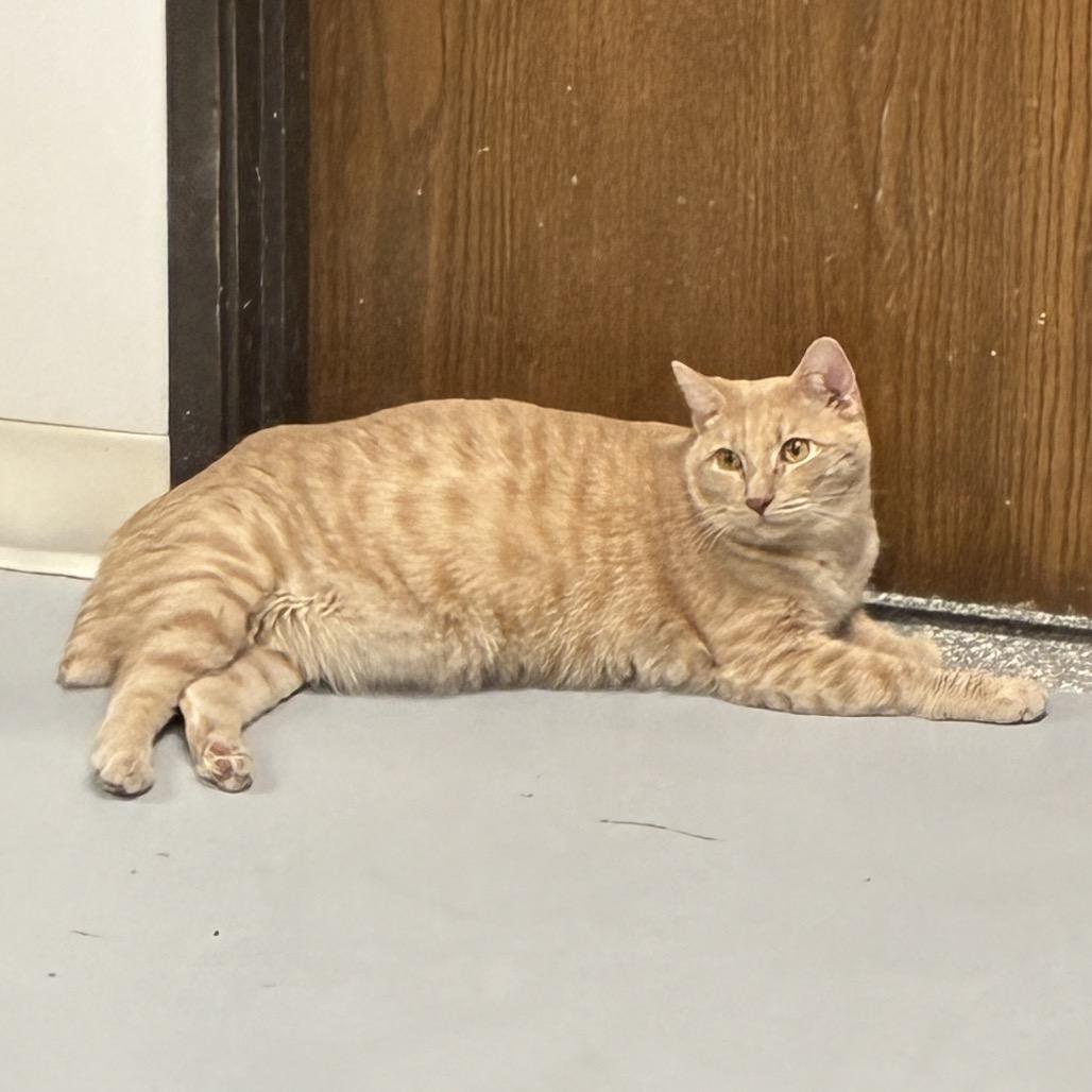 Pinky, Adoptable, Adult Male Domestic Short Hair.