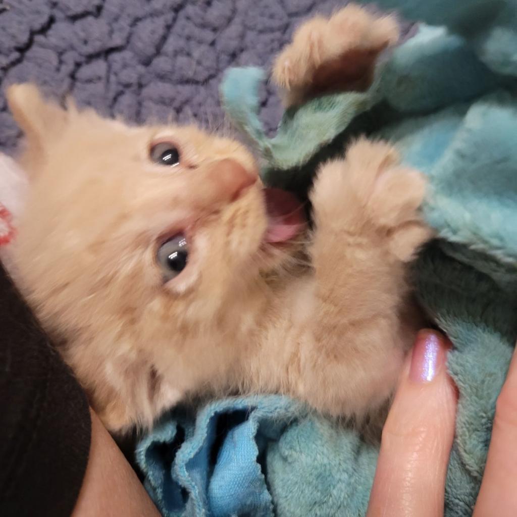 Enlarge Pinky, a Adoptable Domestic Short Hair in Carroll, IA image 3/4