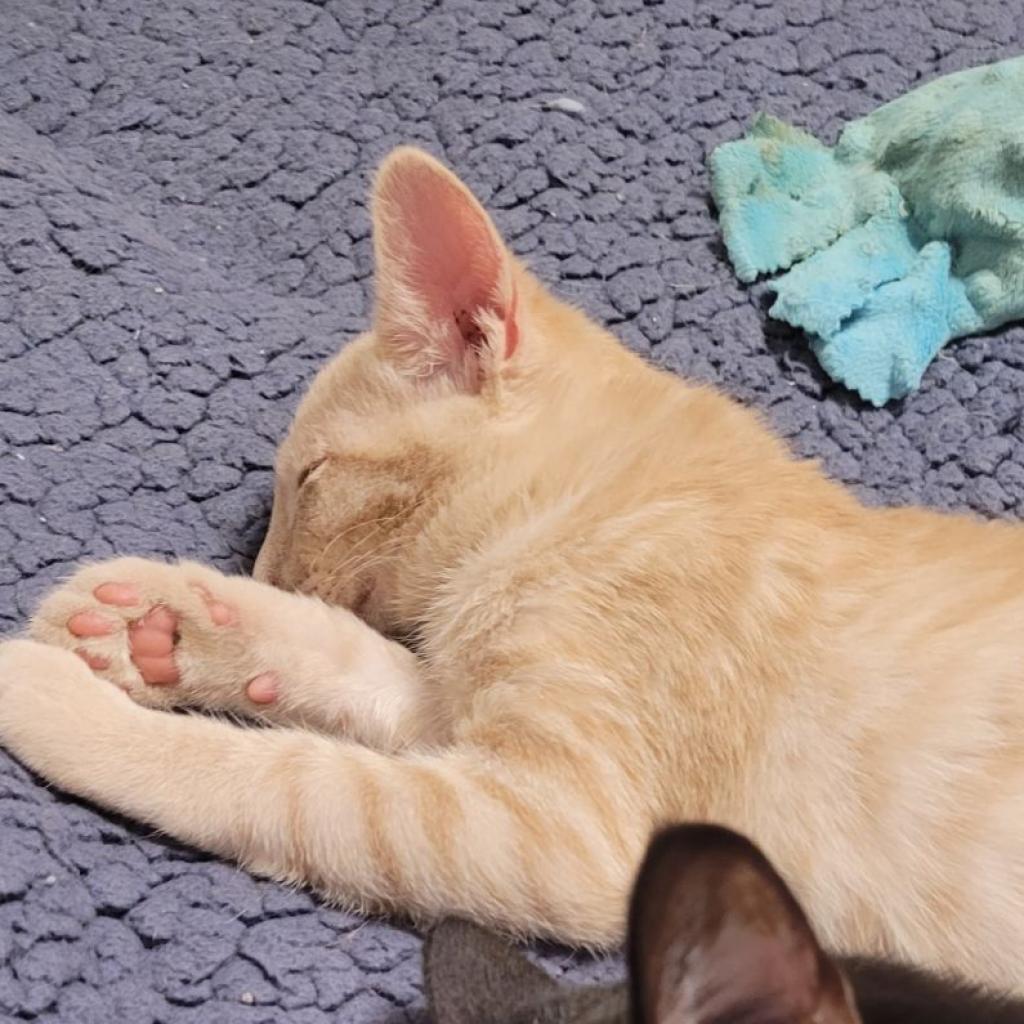 Enlarge Pinky, a Adoptable Domestic Short Hair in Carroll, IA image 4/4