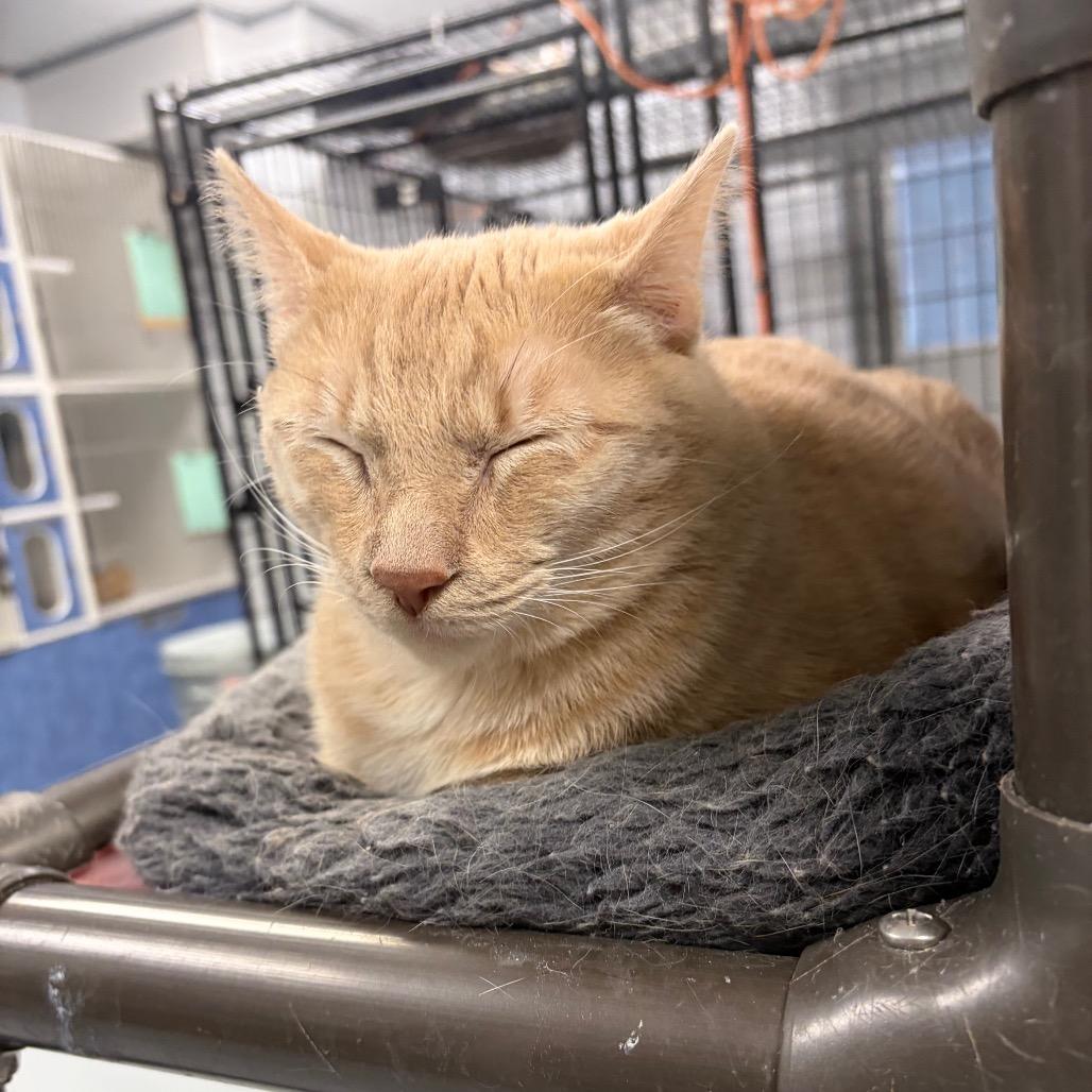 Enlarge Pinky, a Adoptable Domestic Short Hair in Carroll, IA image 5/5