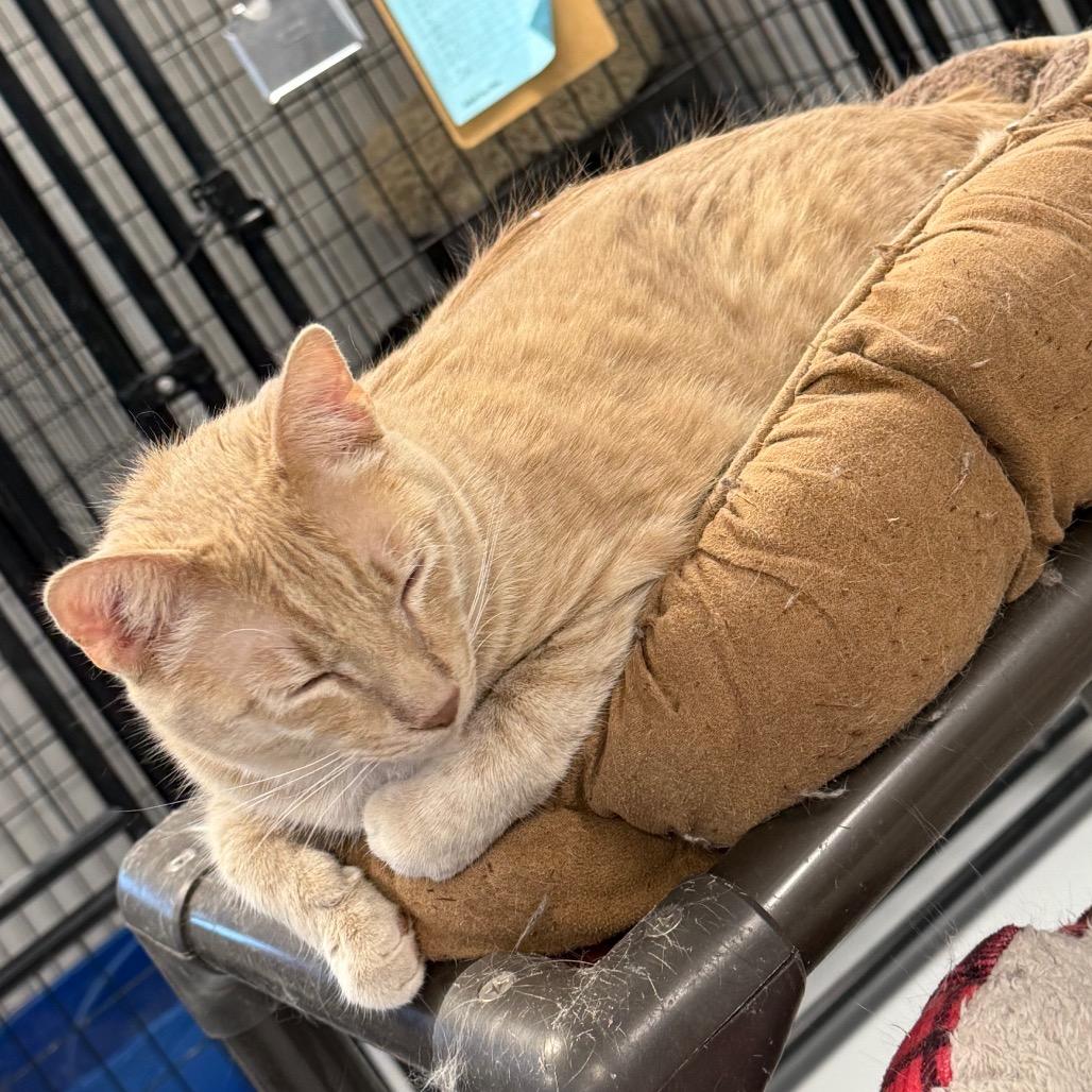 Enlarge Pinky, a Adoptable Domestic Short Hair in Carroll, IA image 6/6