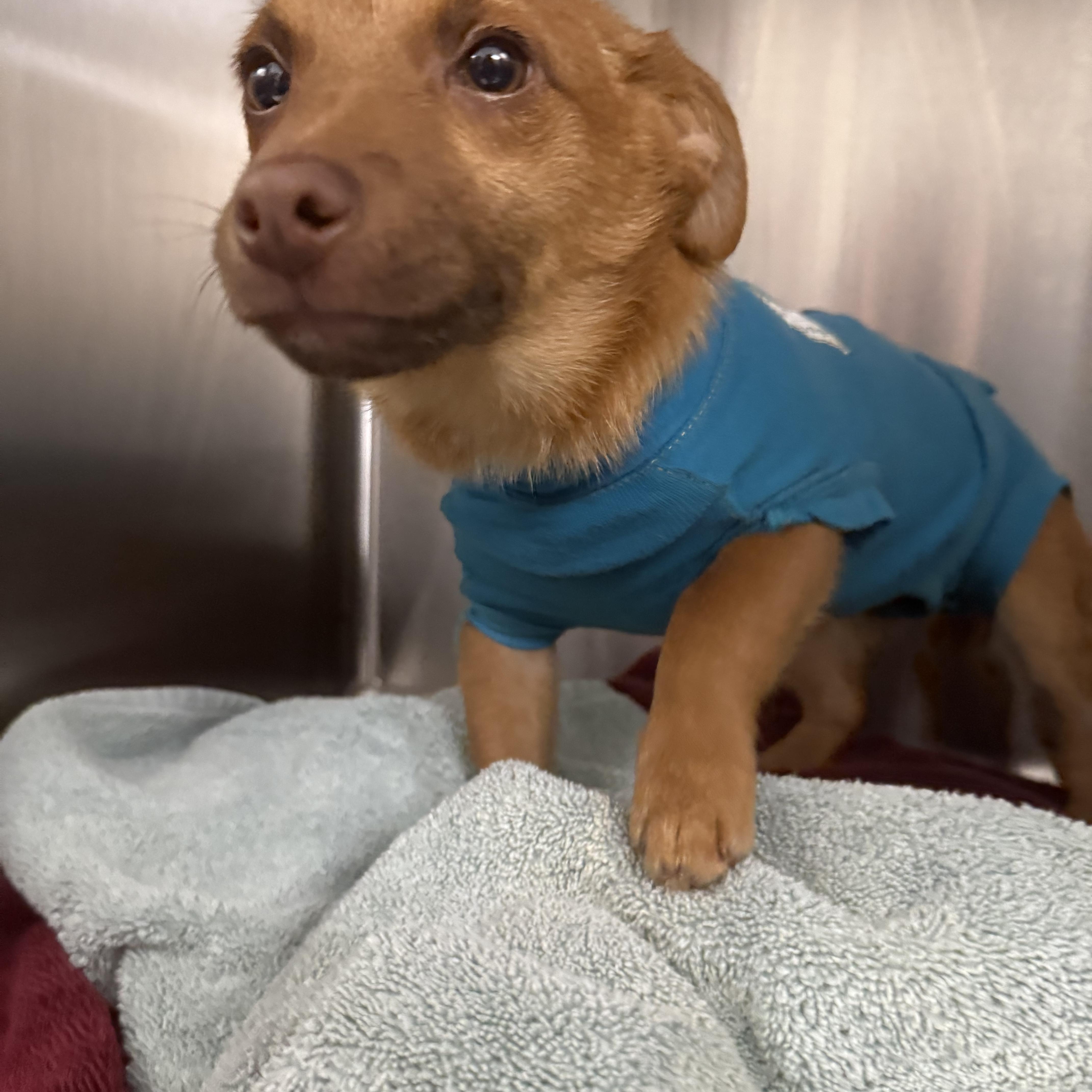 Stuart Little , ADOPTABLE, Puppy Male Chihuahua.