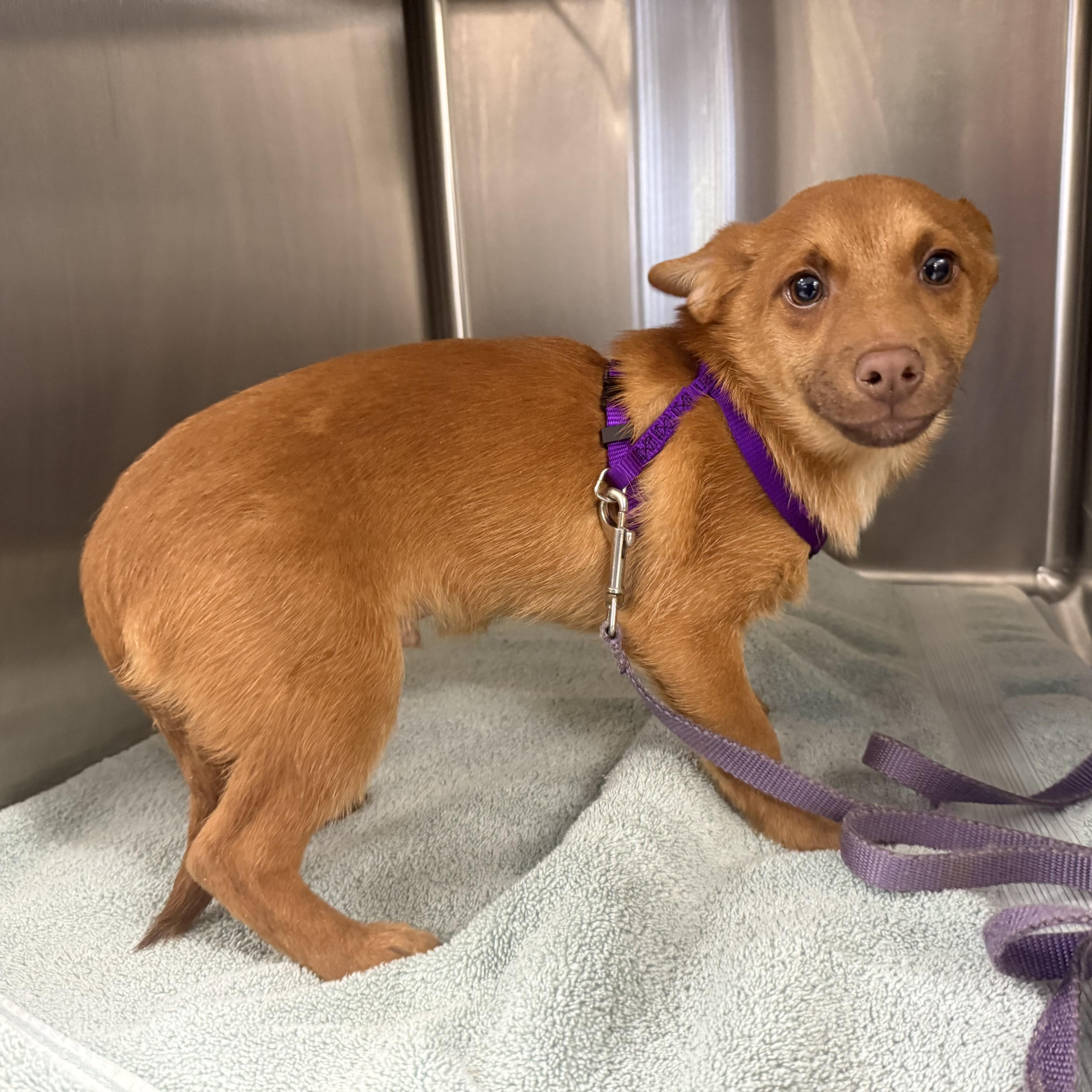 Enlarge Stuart Little , a ADOPTABLE mixed breed in Otis, OR image 2/4