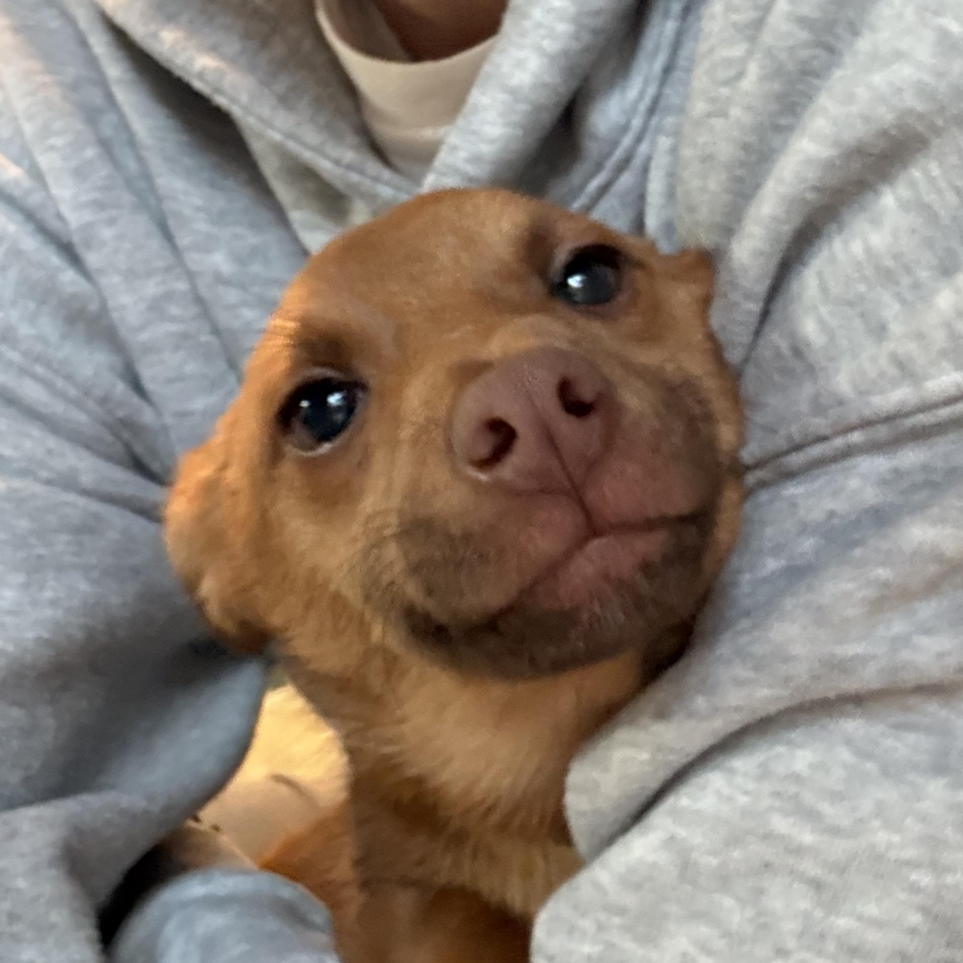 Enlarge Stuart Little , a ADOPTABLE mixed breed in Otis, OR image 1/5