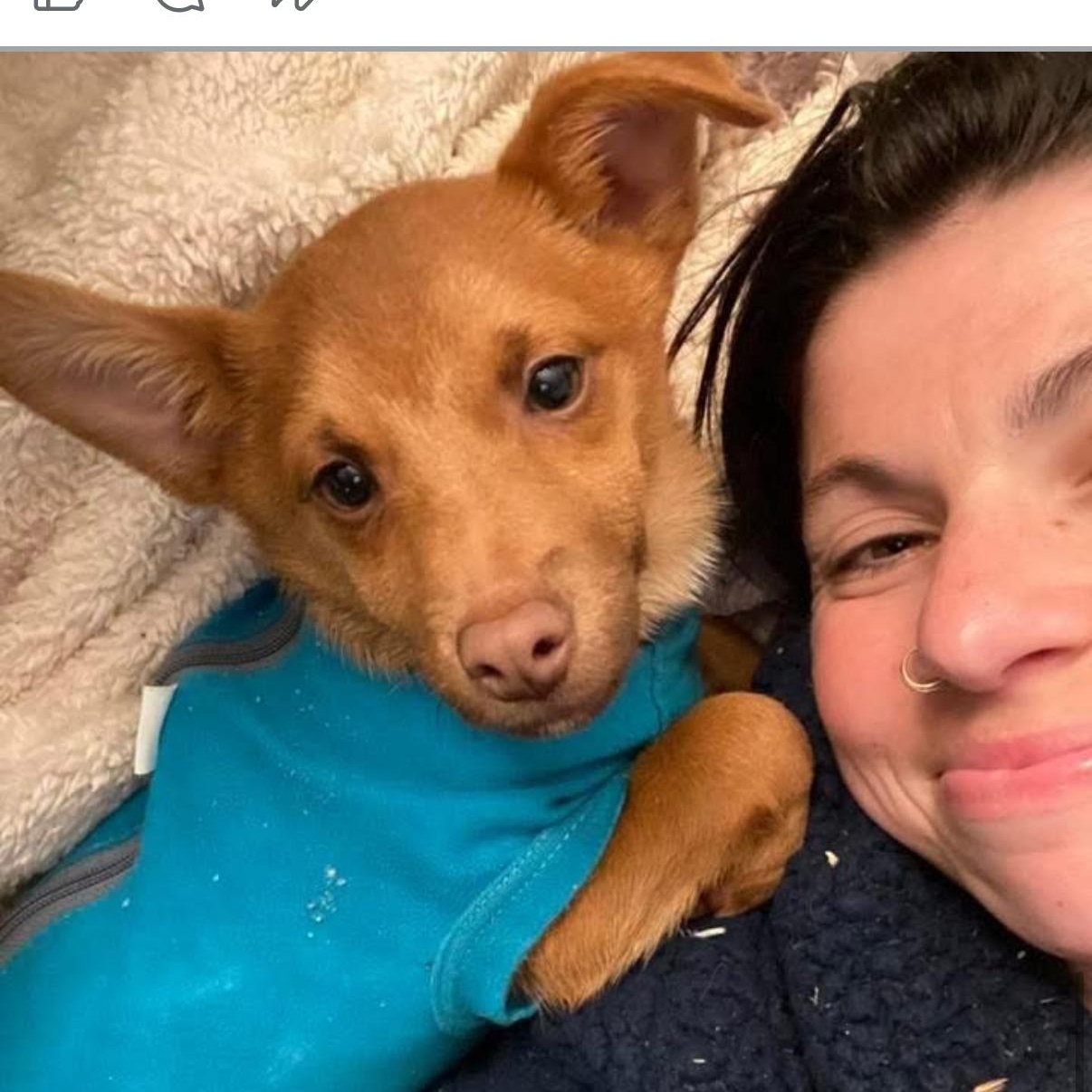 Enlarge Stuart Little , a ADOPTABLE mixed breed in Otis, OR image 3/4