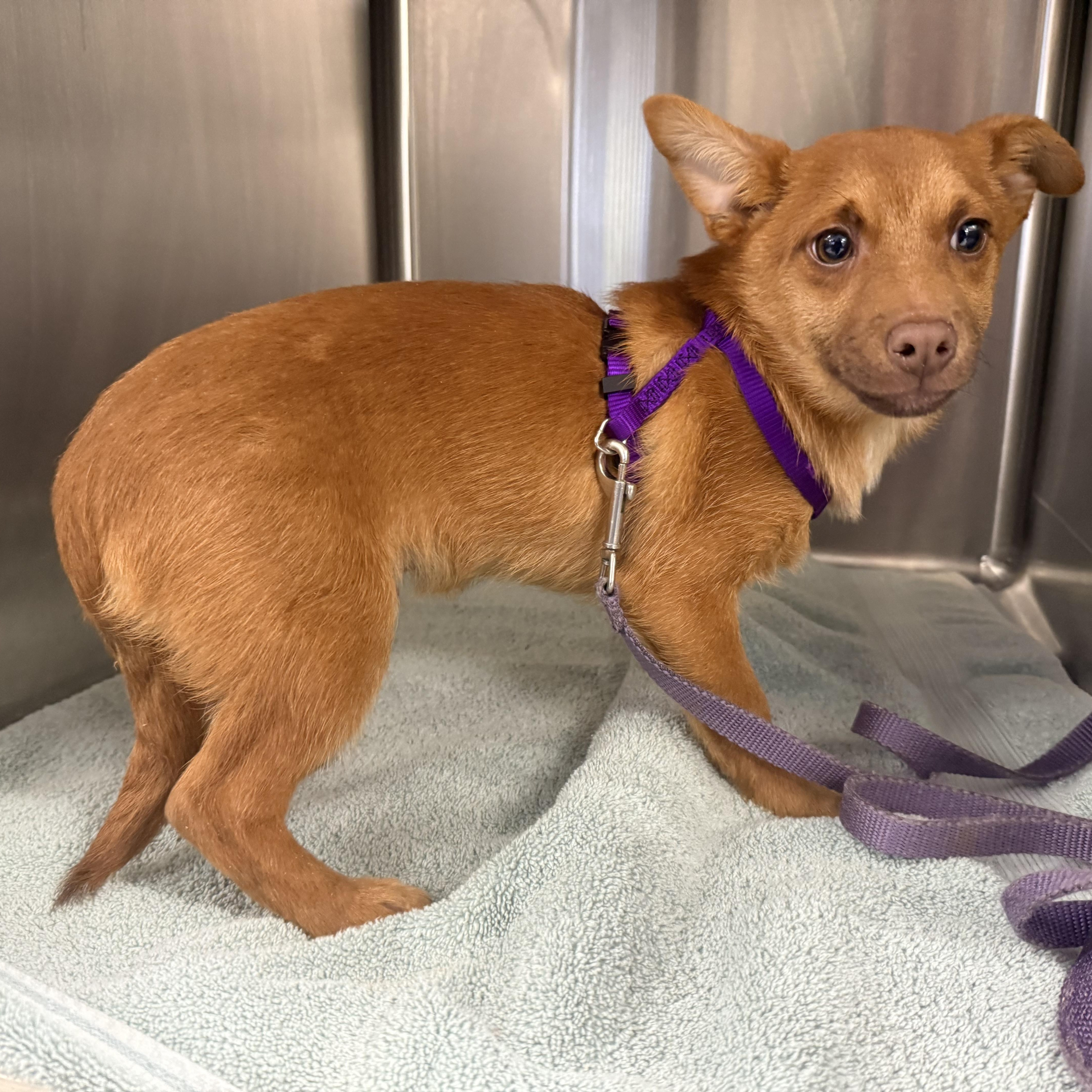 Enlarge Stuart Little , a ADOPTABLE mixed breed in Otis, OR image 4/4