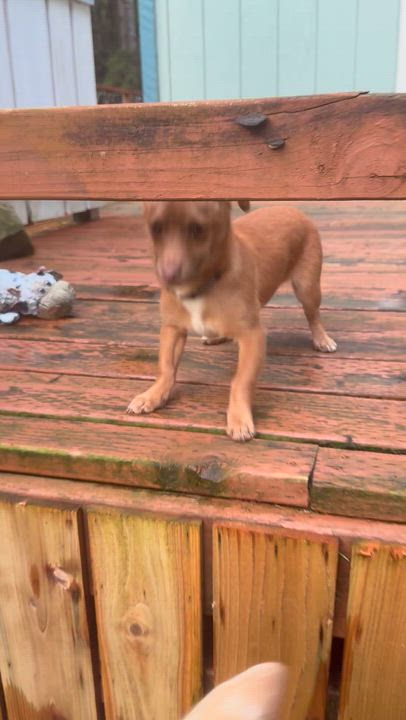 Enlarge Stuart Little , a ADOPTABLE mixed breed in Otis, OR video 5/5