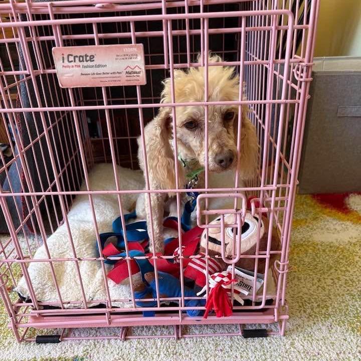 Enlarge Burt Reynolds, a Adoptable Miniature Poodle in St. Charles, IL image 1/6