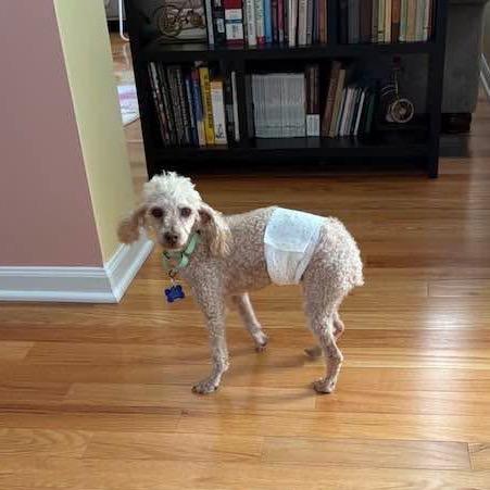 Enlarge Burt Reynolds, a Adoptable Miniature Poodle in St. Charles, IL image 2/6