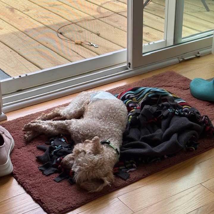Enlarge Burt Reynolds, a Adoptable Miniature Poodle in St. Charles, IL image 3/6