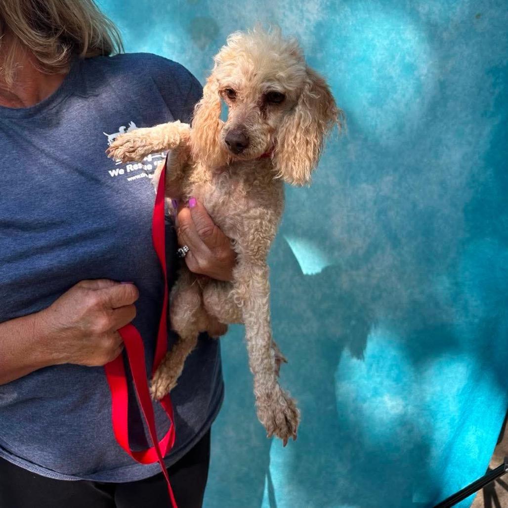 Enlarge Burt Reynolds, a Adoptable Miniature Poodle in St. Charles, IL image 4/6