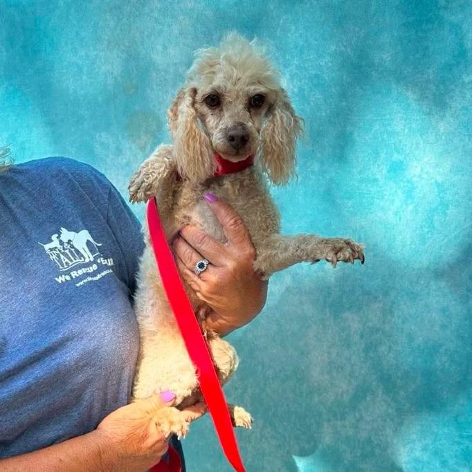 Enlarge Burt Reynolds, a Adoptable Miniature Poodle in St. Charles, IL image 5/6