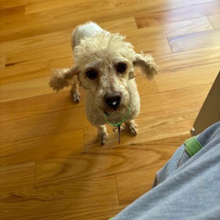 Enlarge Burt Reynolds, a Adoptable Miniature Poodle in St. Charles, IL image 6/6