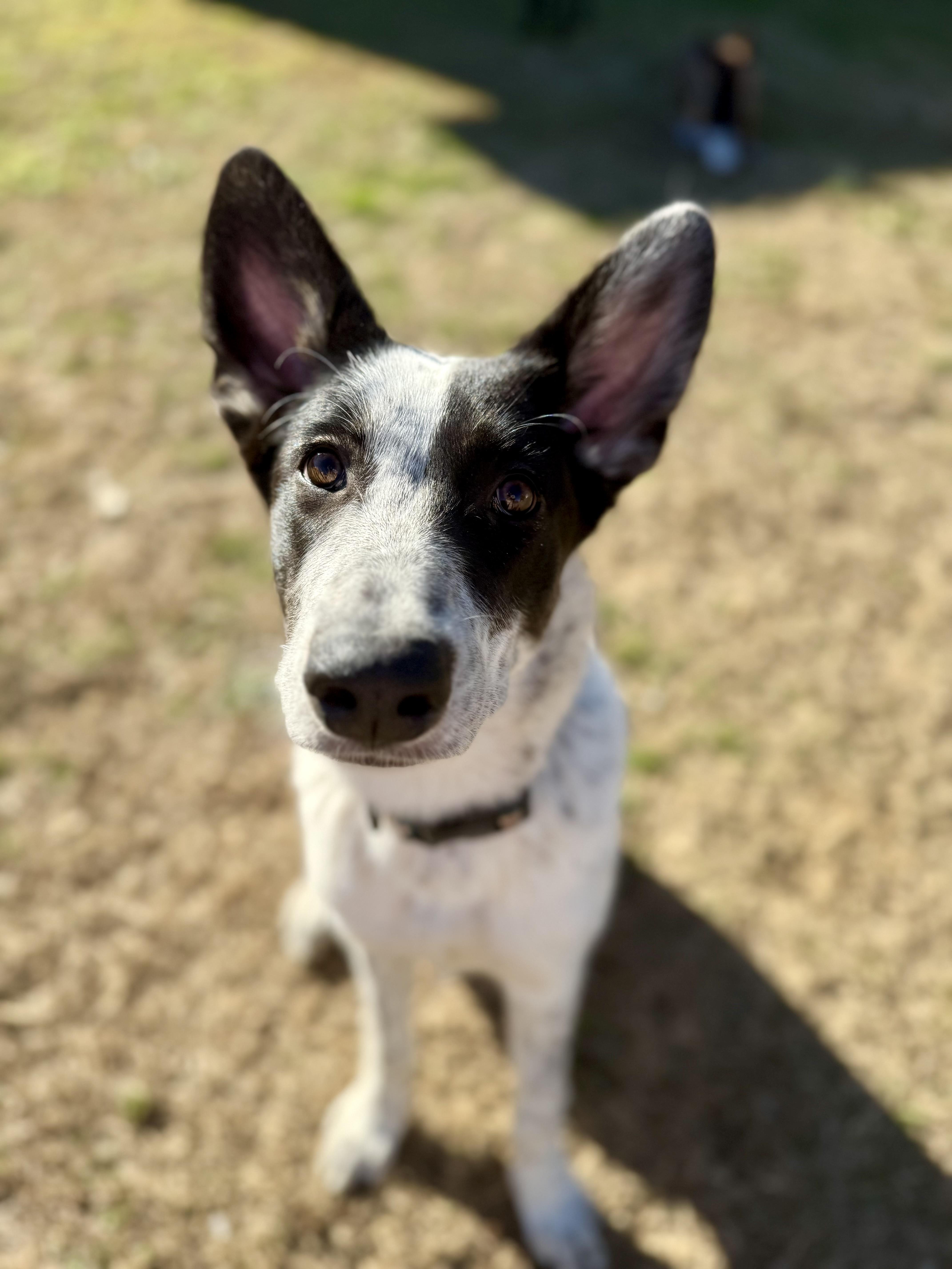 Enlarge Cassi, a ADOPTABLE mixed breed in Hartsville, SC image 2/6