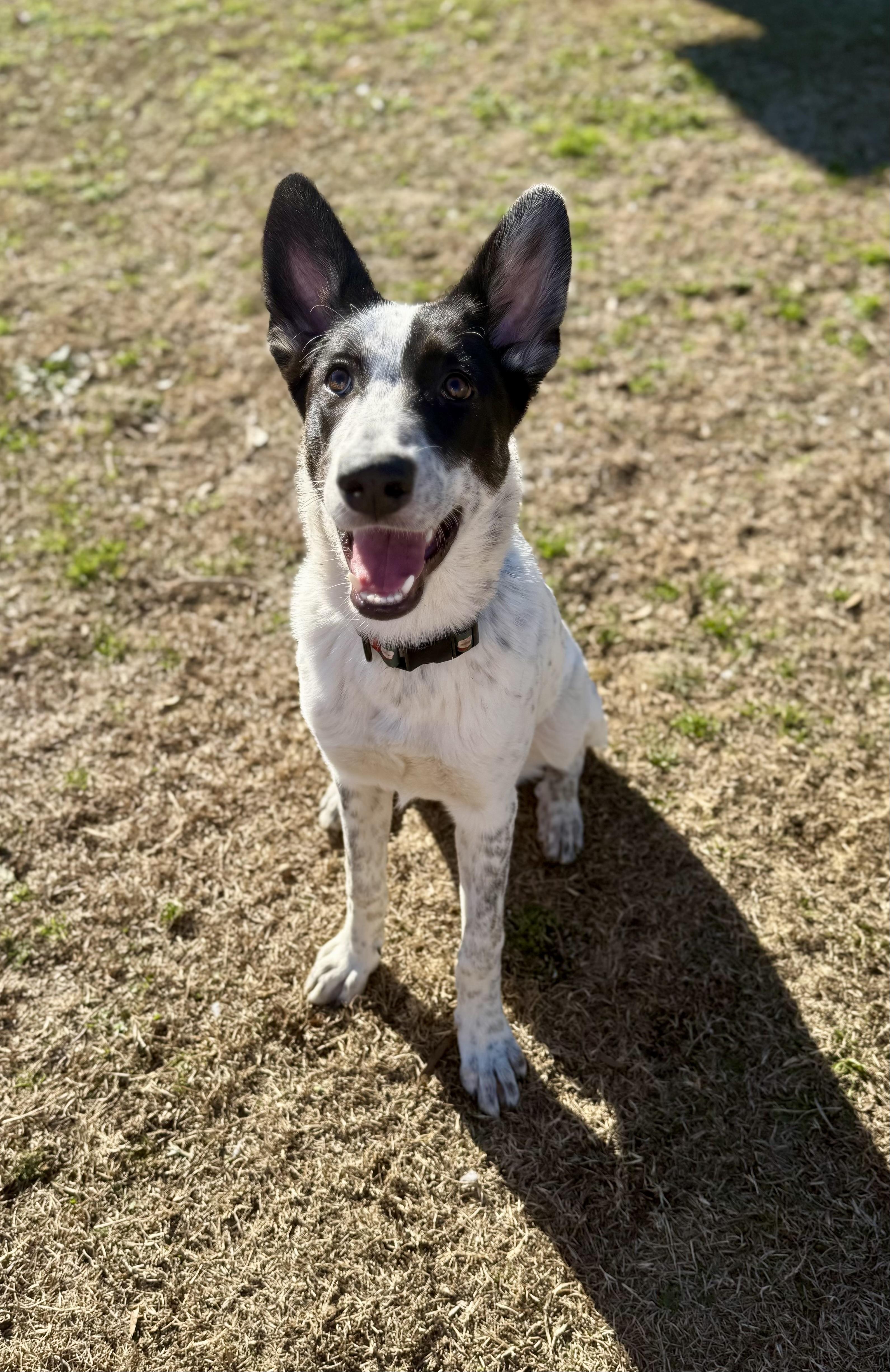 Enlarge Cassi, a ADOPTABLE mixed breed in Hartsville, SC image 4/6