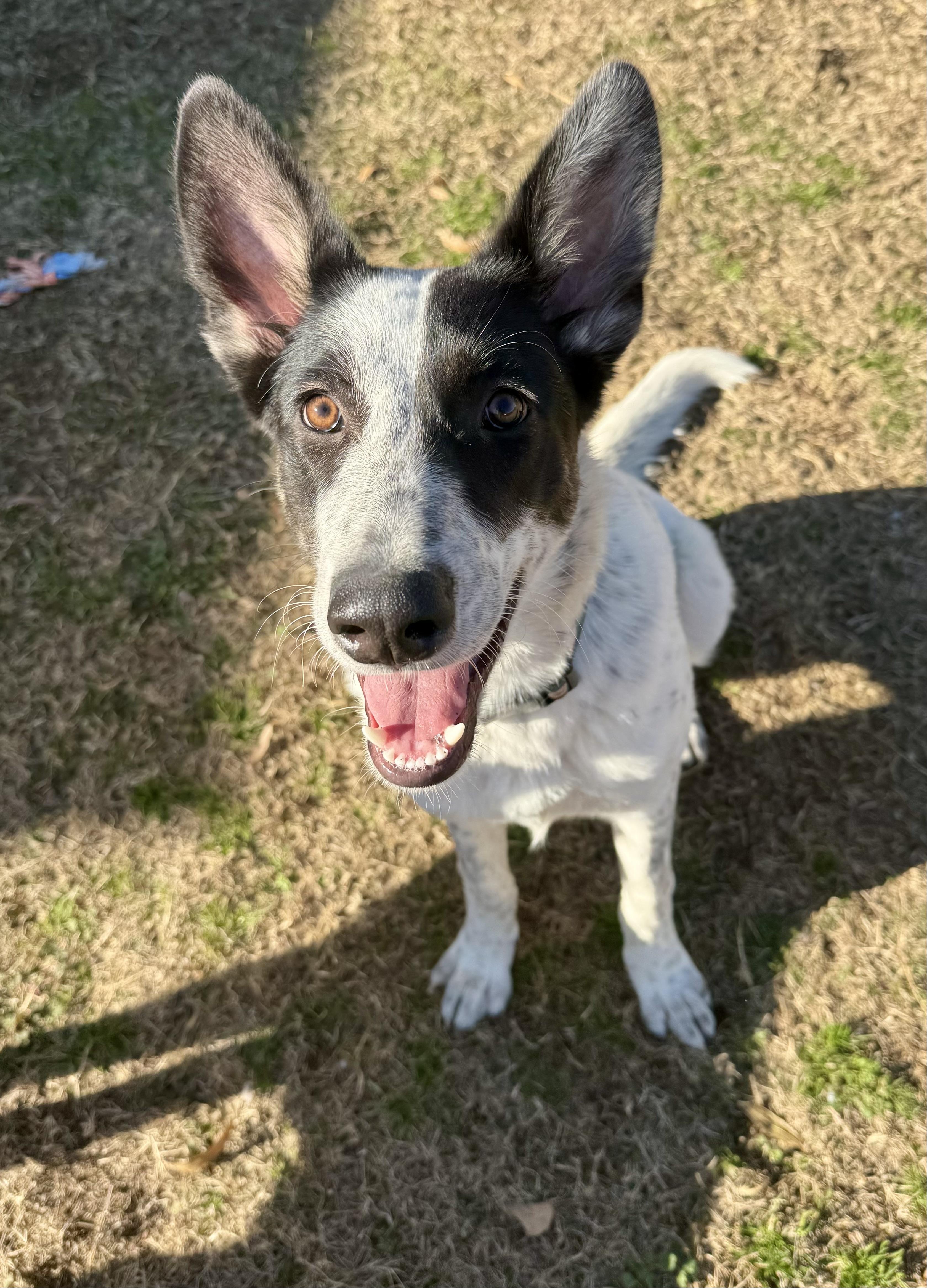 Enlarge Cassi, a ADOPTABLE mixed breed in Hartsville, SC image 5/6