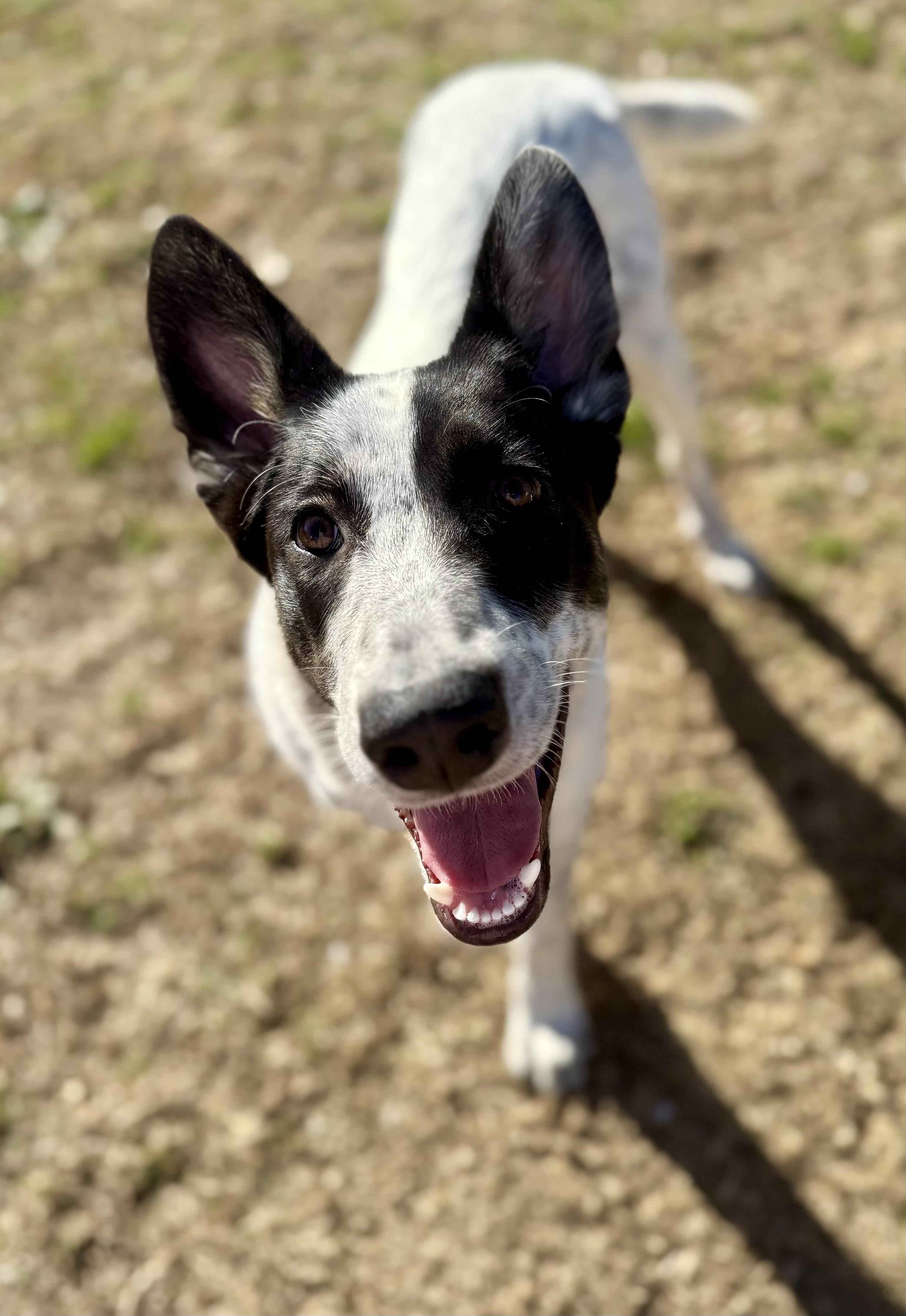 Enlarge Cassi, a ADOPTABLE mixed breed in Hartsville, SC image 3/6