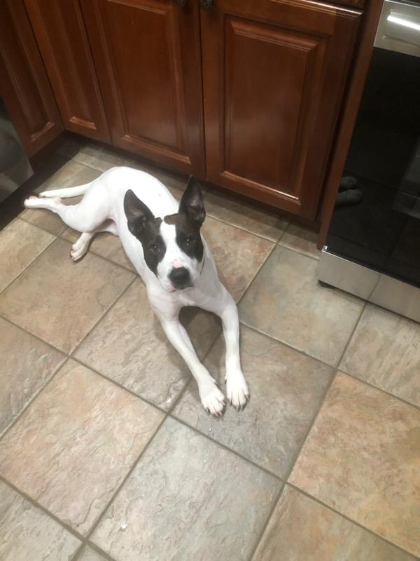 Lela, Adopted, Young Female Pit Bull Terrier & Rat Terrier.