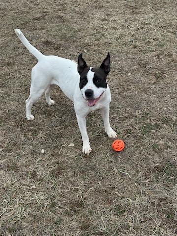 Enlarge Lela, a Adopted mixed breed in Staten Island, NY image 2/5