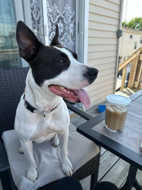 Enlarge Lela, a Adopted mixed breed in Staten Island, NY image 3/5