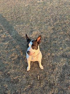 Enlarge Lela, a Adopted mixed breed in Staten Island, NY image 4/5