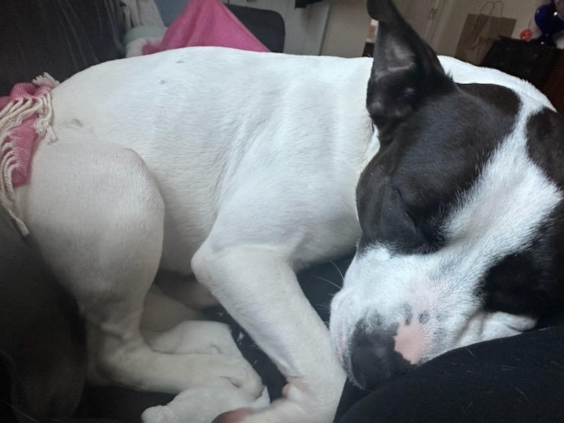 Enlarge Lela, a Adopted mixed breed in Staten Island, NY image 5/5