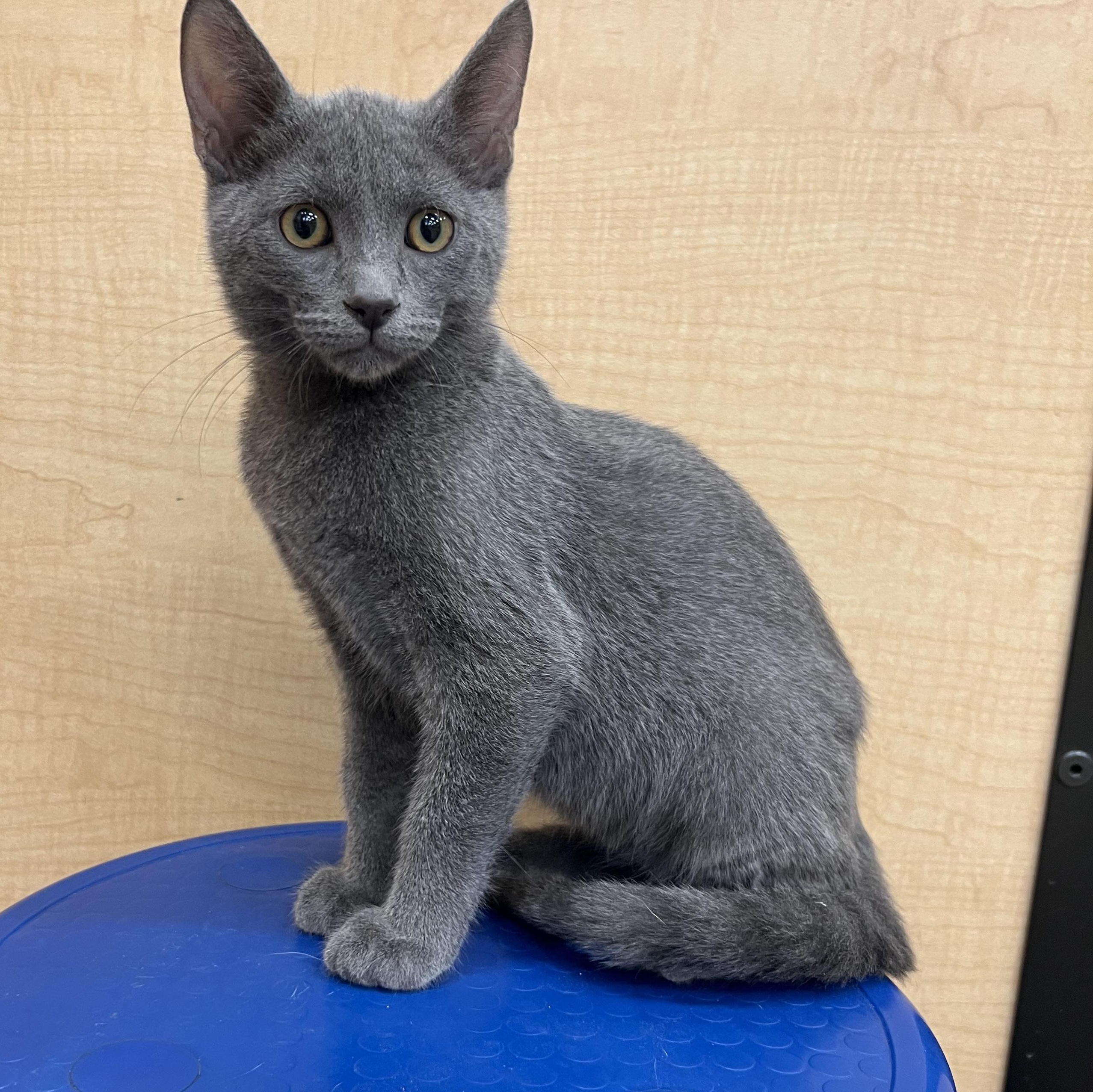 Cello, Adopted, Kitten Male Russian Blue.