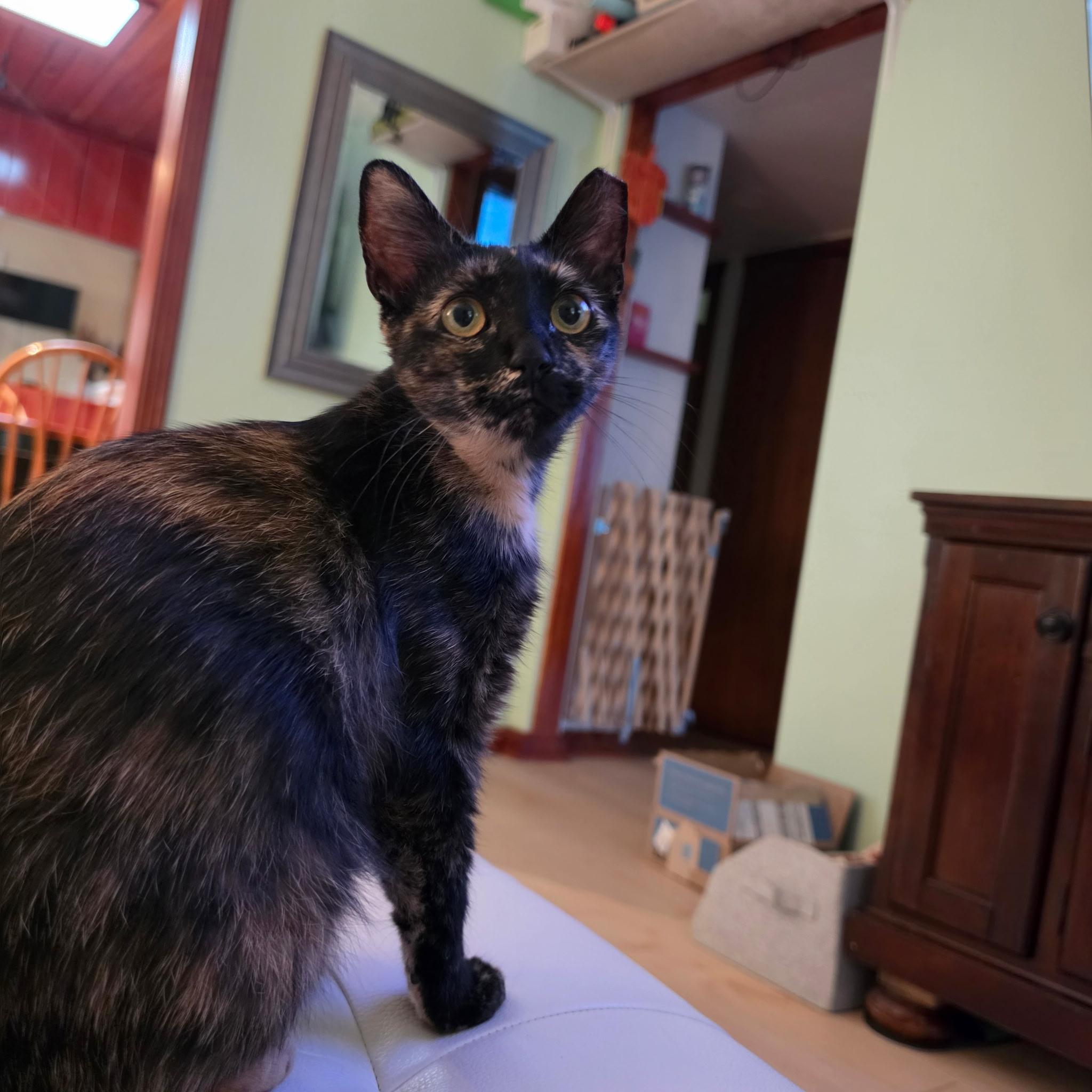 Lady Girl, an adopted Domestic Short Hair in Jacksonville, FL image 2/3