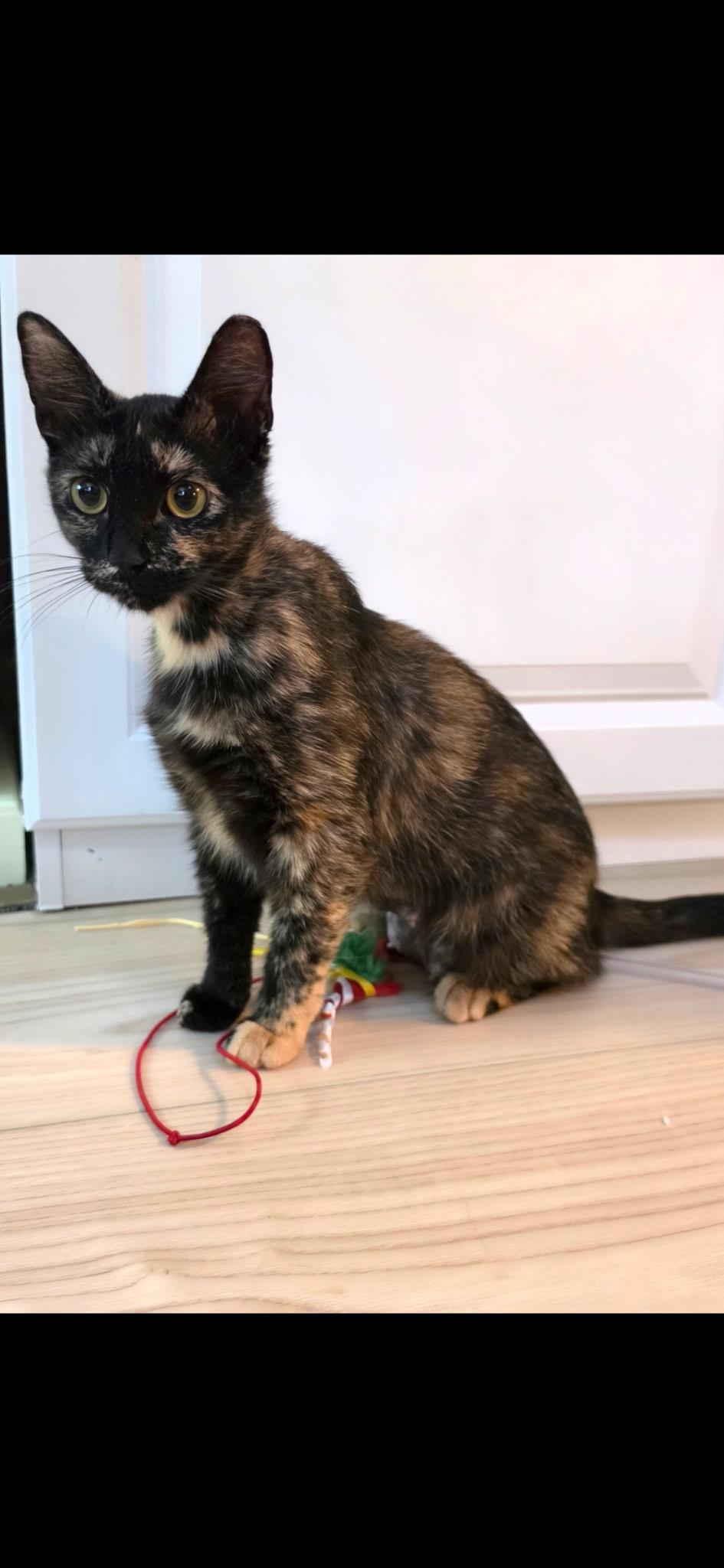 Lady Girl, adopted, Young Female Domestic Short Hair.