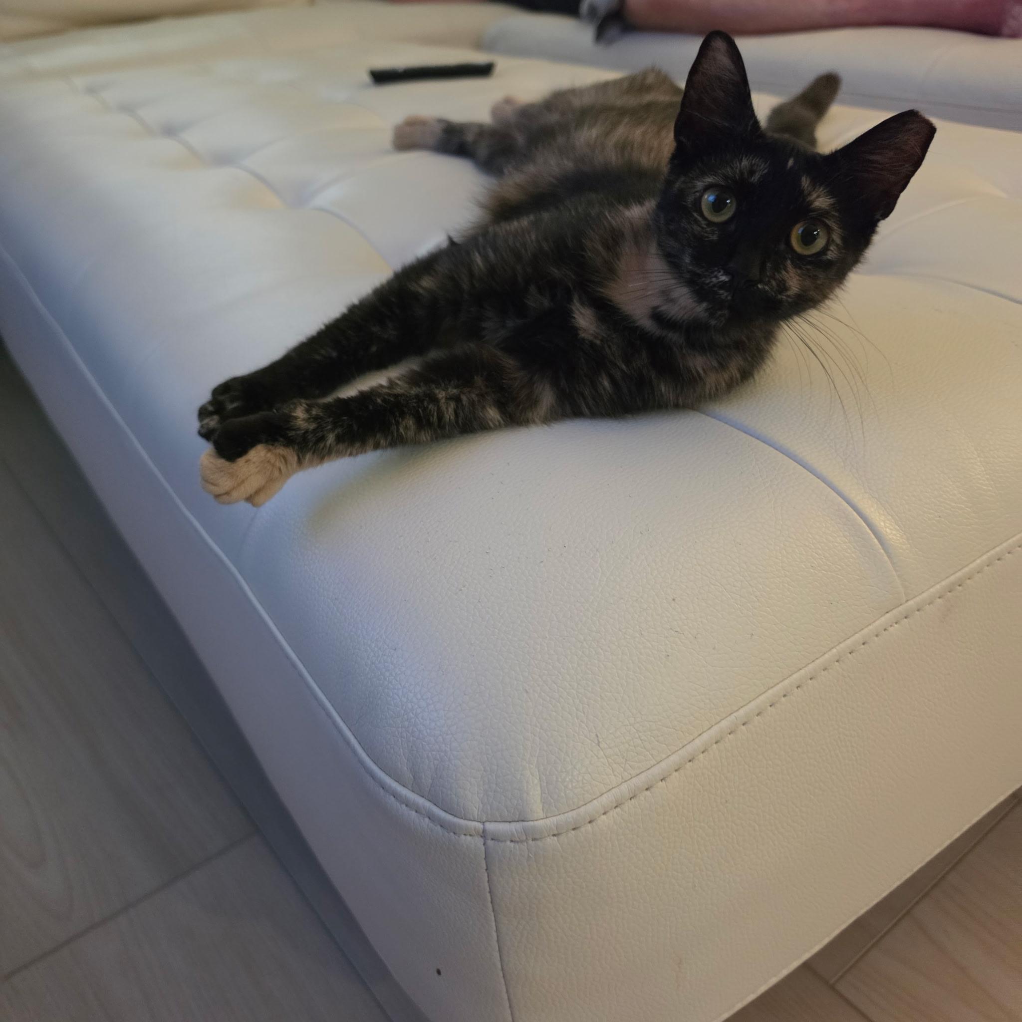 Lady Girl, an adopted Domestic Short Hair in Jacksonville, FL image 3/3
